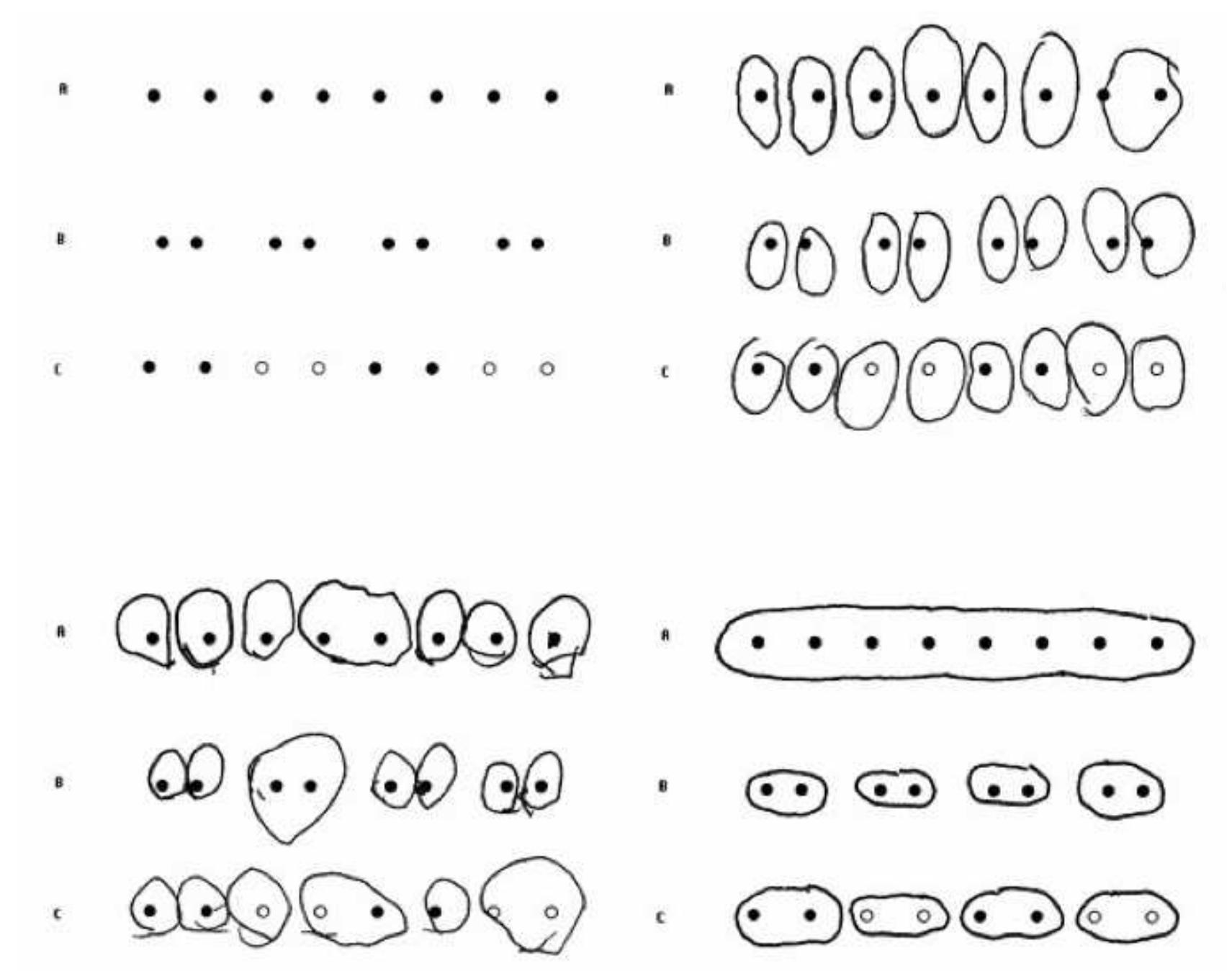 children show object-place binding (upper right). With increasing age, object-region binding 