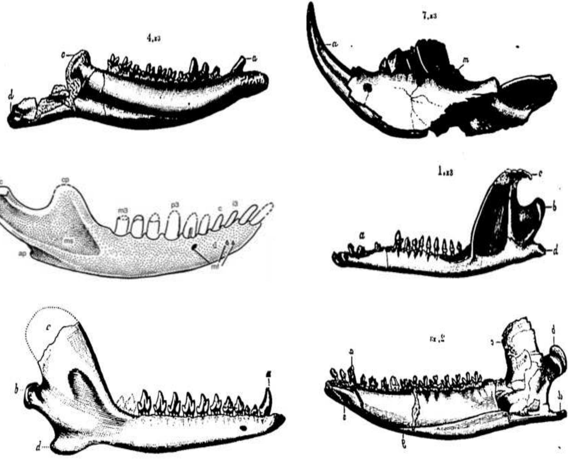 Figure 1 - from Review of the geology among Morrison