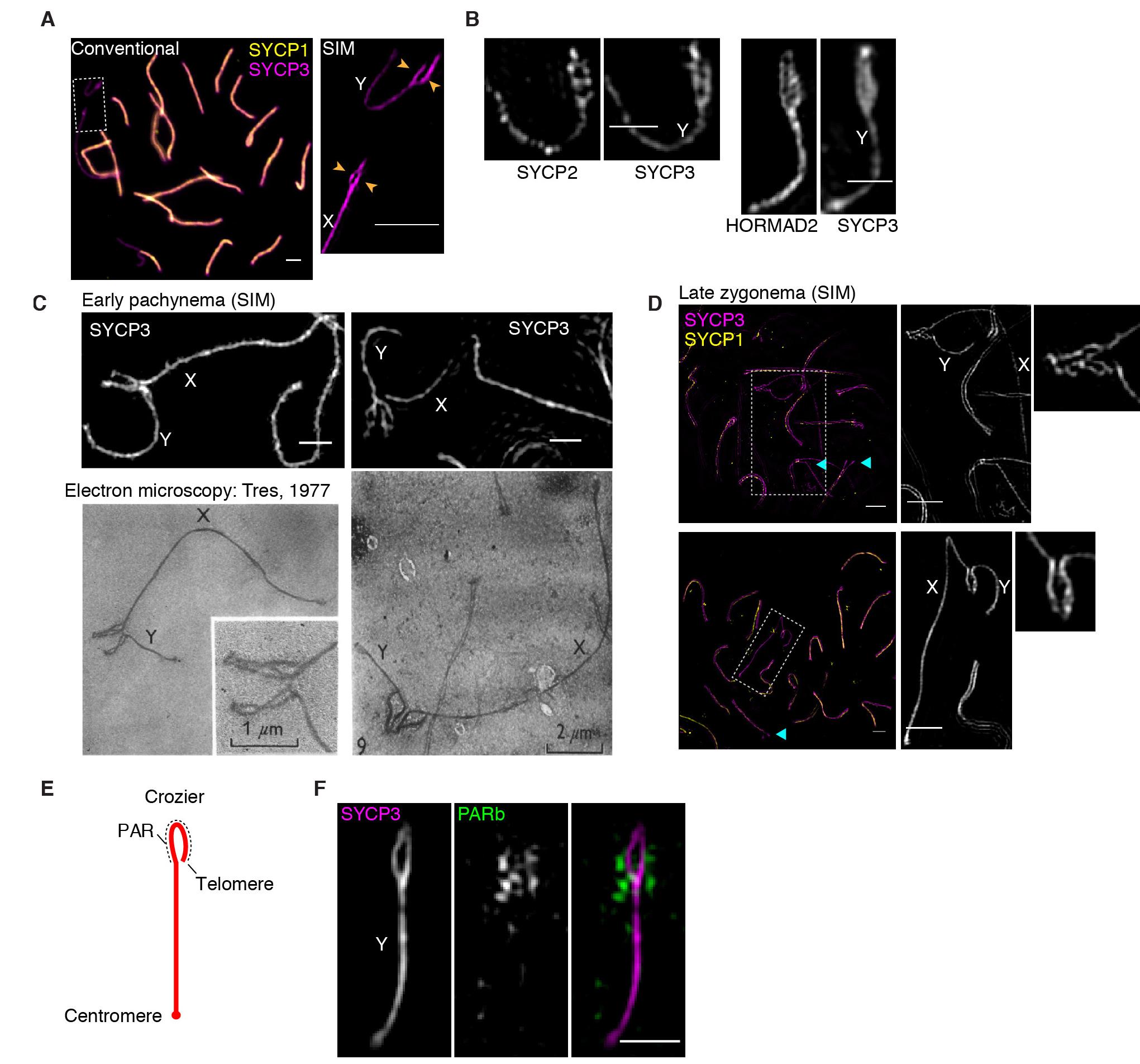 Par Science S2. par ultrastructure. (a) comparison of conventional