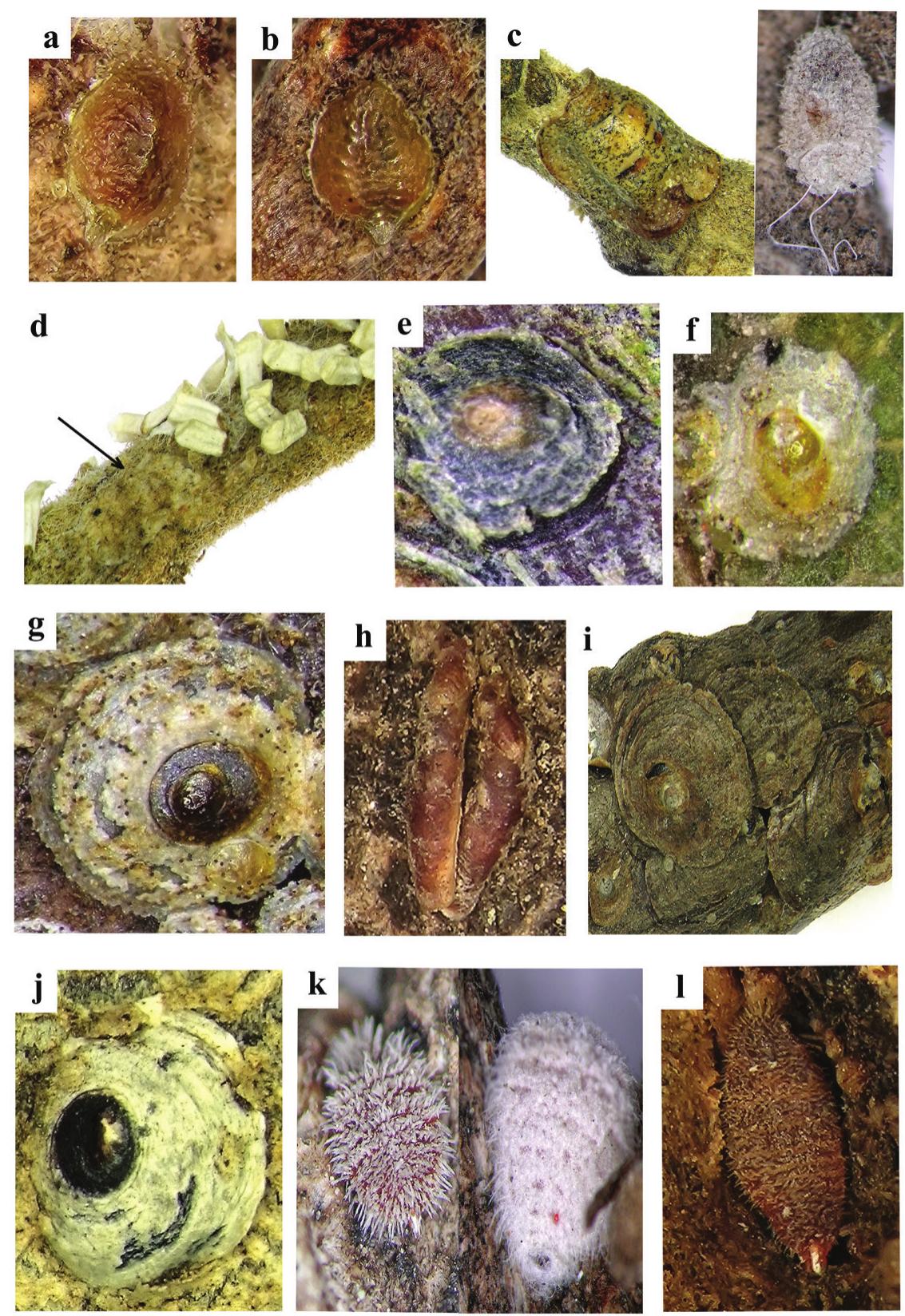 Scale Insects Oak (PDF) The scale insects (Hemiptera: Coccoidea) of oak trees (Fagaceae ...
