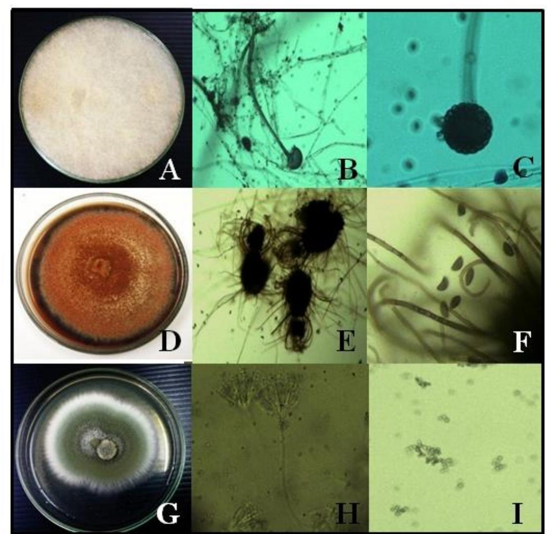 (PDF) Isolation of Soil and Endophytic Fungi from Rice (Oryza sativa L.)