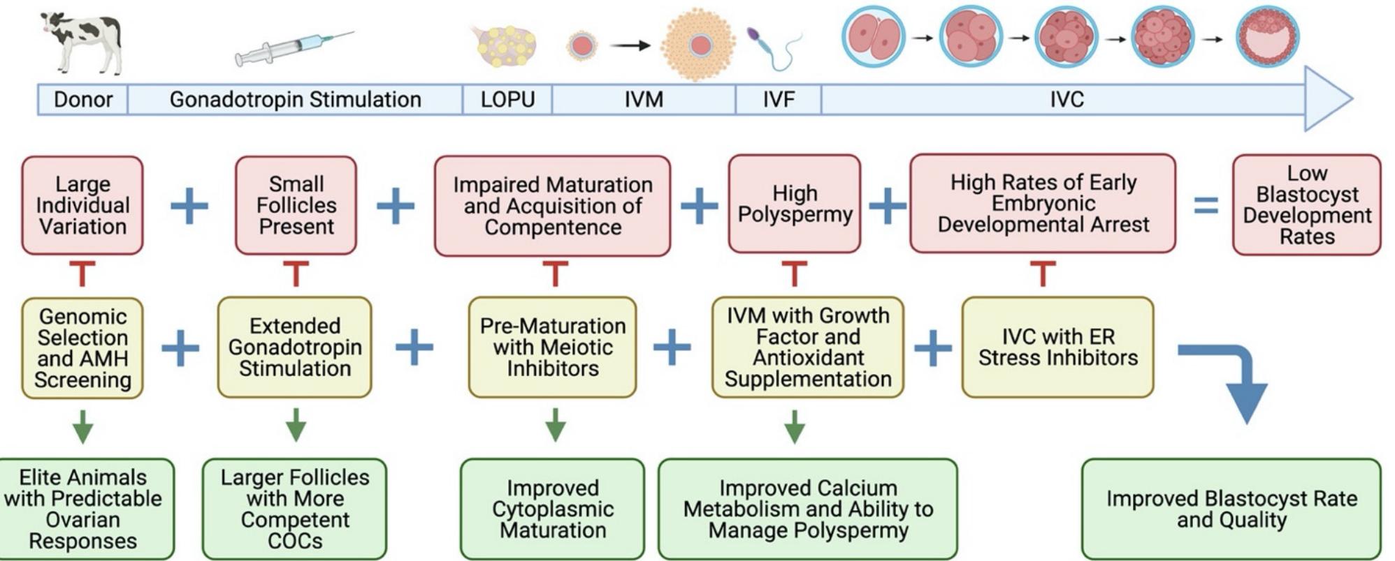 (PDF) In Vitro Production of Embryos from Prepubertal Holstein Cattle ...