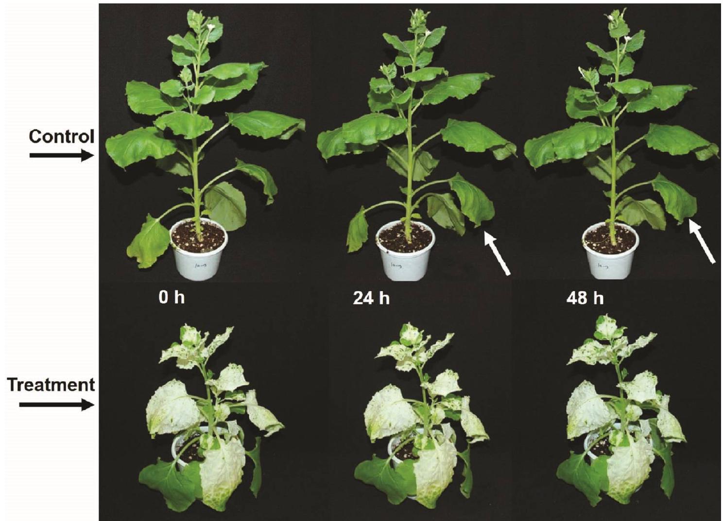 (PDF) Silencing of the Phytoene desaturase gene mitigates oxidative ...