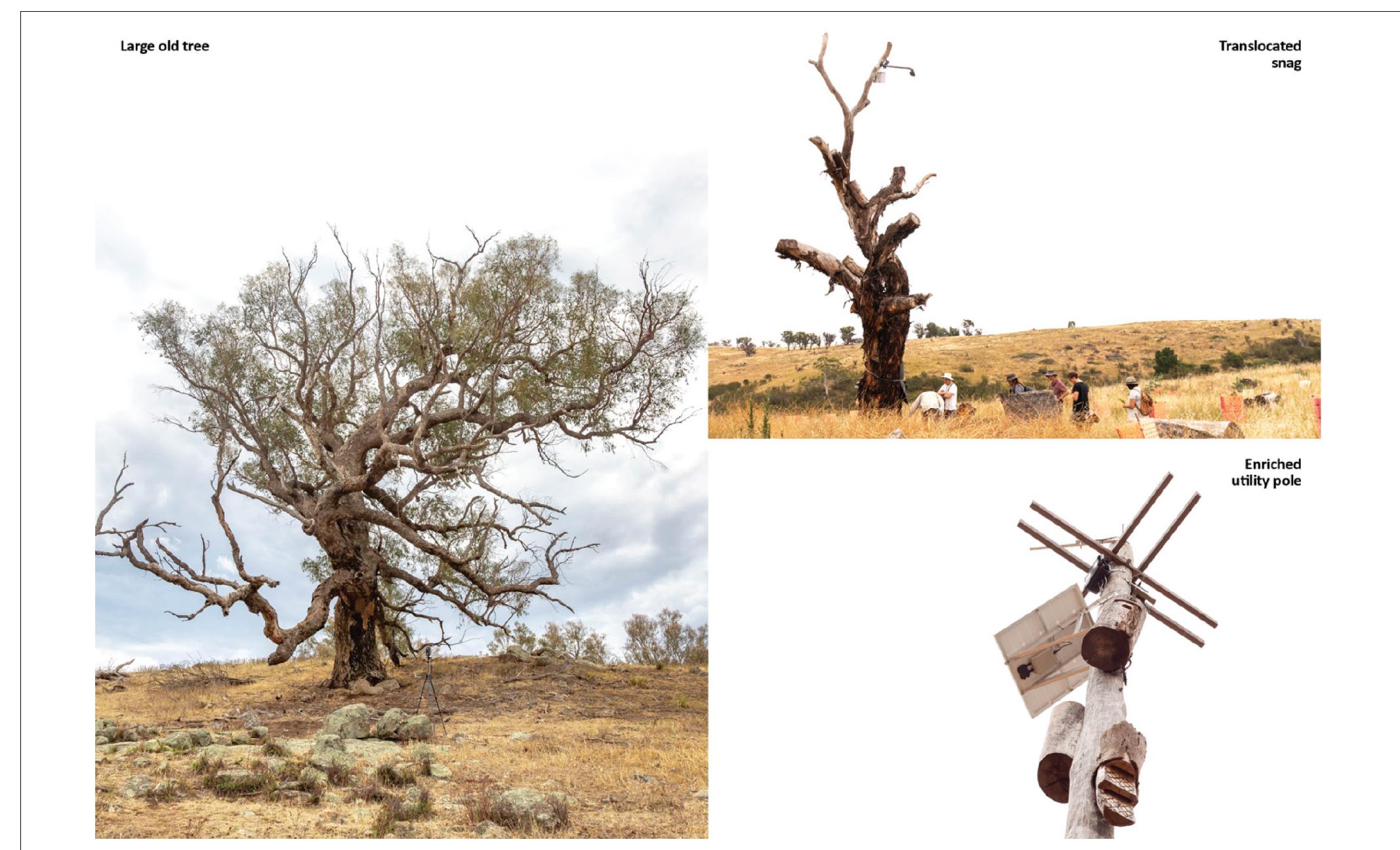 FIGURE 1 | Natural and artificial habitat structures of differing complexity: an old tree; a translocated dead tree (complex artificial habitat structure); an enriched utility pole (simple artificial habitat structure). 