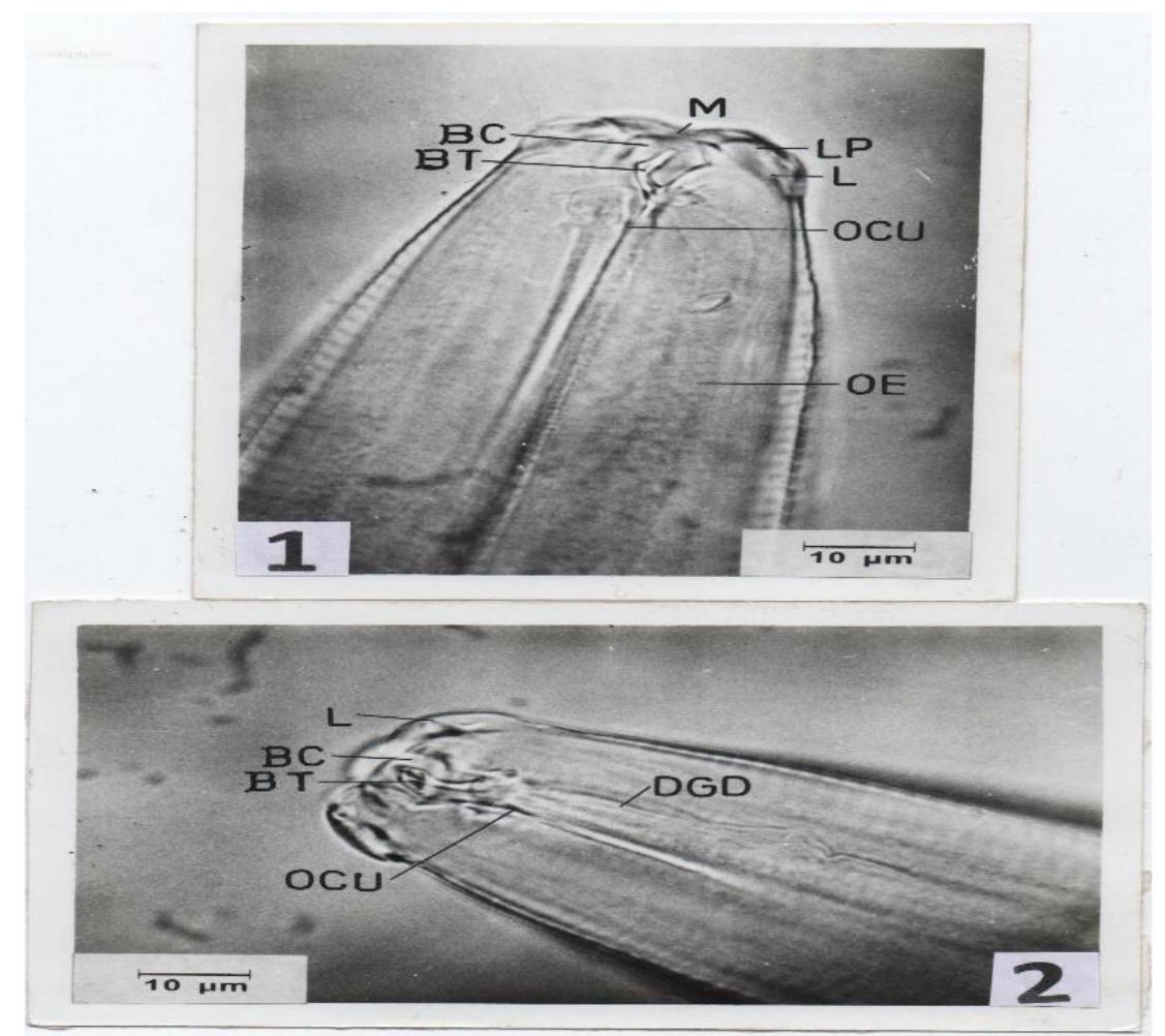 (PDF) Structure of the Buccal lancet of Haemonchus contortus (Nematoda)