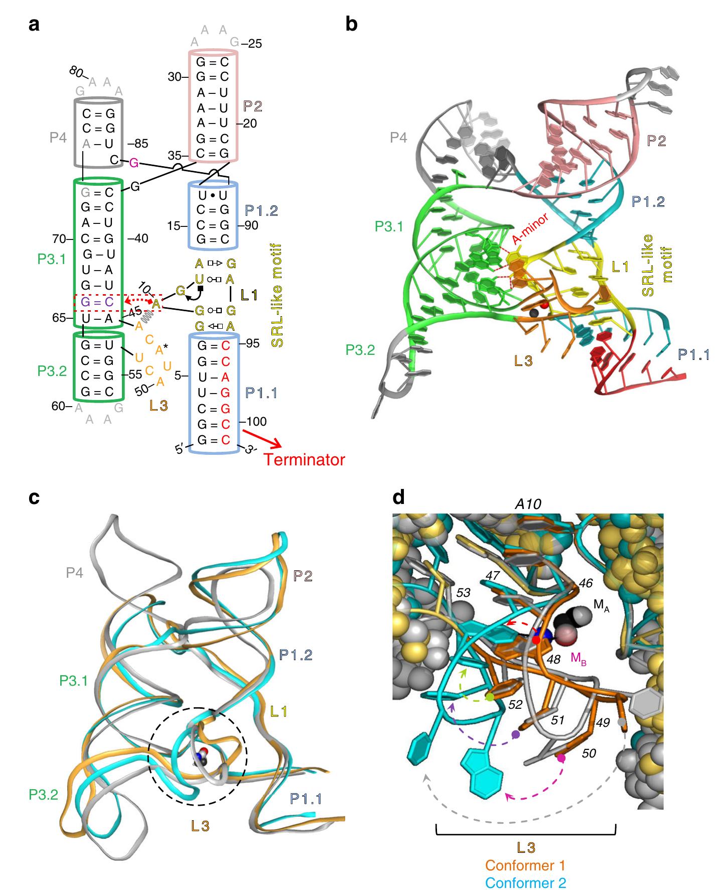 Sequence and structure of the x. oryzae (xory) crystal