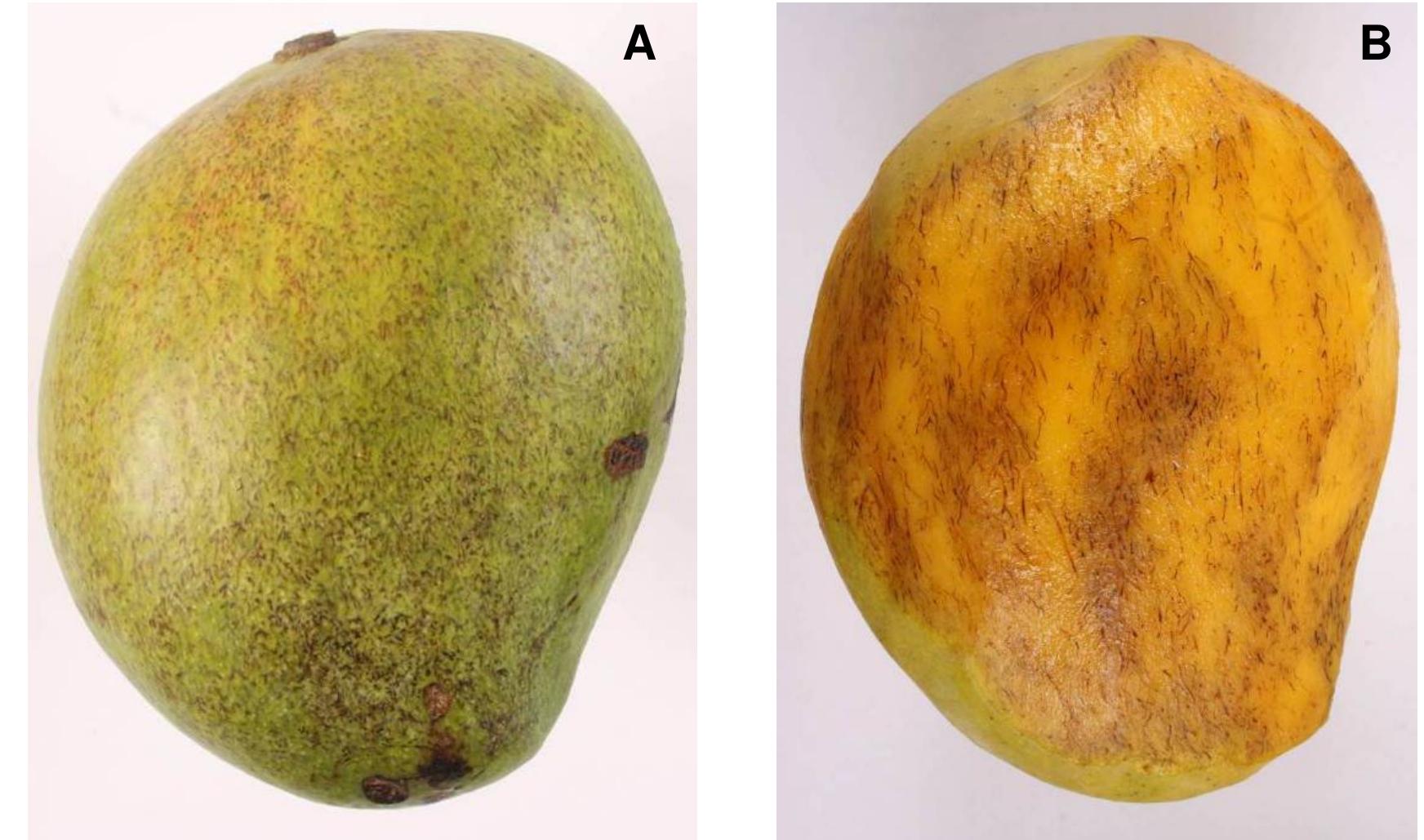 Mango Defect Level Photographs of ‘kensington pride’ mango fruit skin and flesh