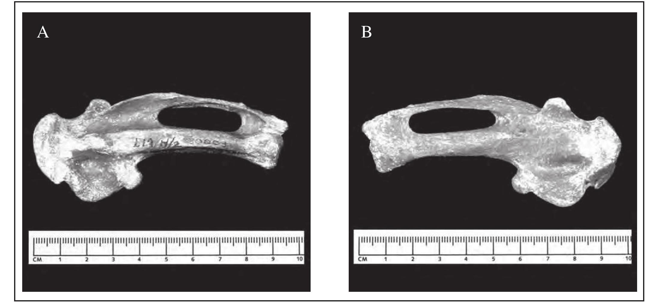 Figure 13 - from Titanis walleri: Bones of contention