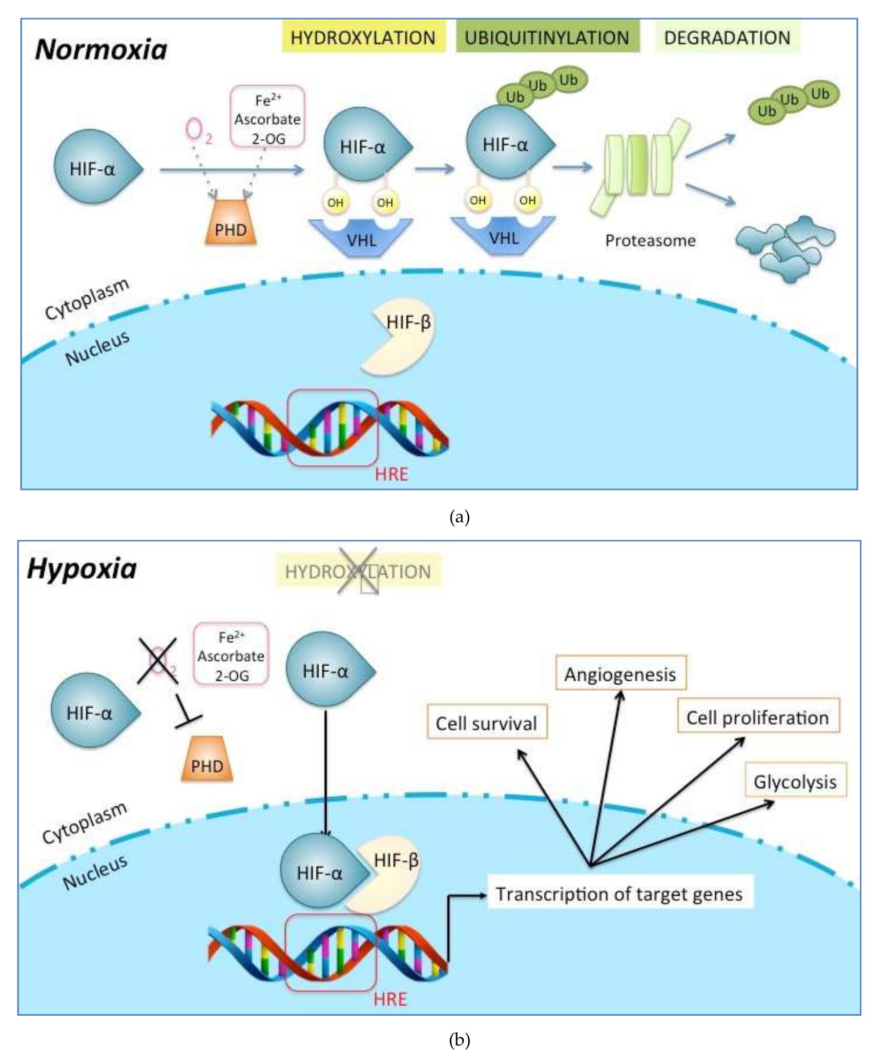 (PDF) Role of Hypoxia and Metabolism in the Development of Neointimal ...