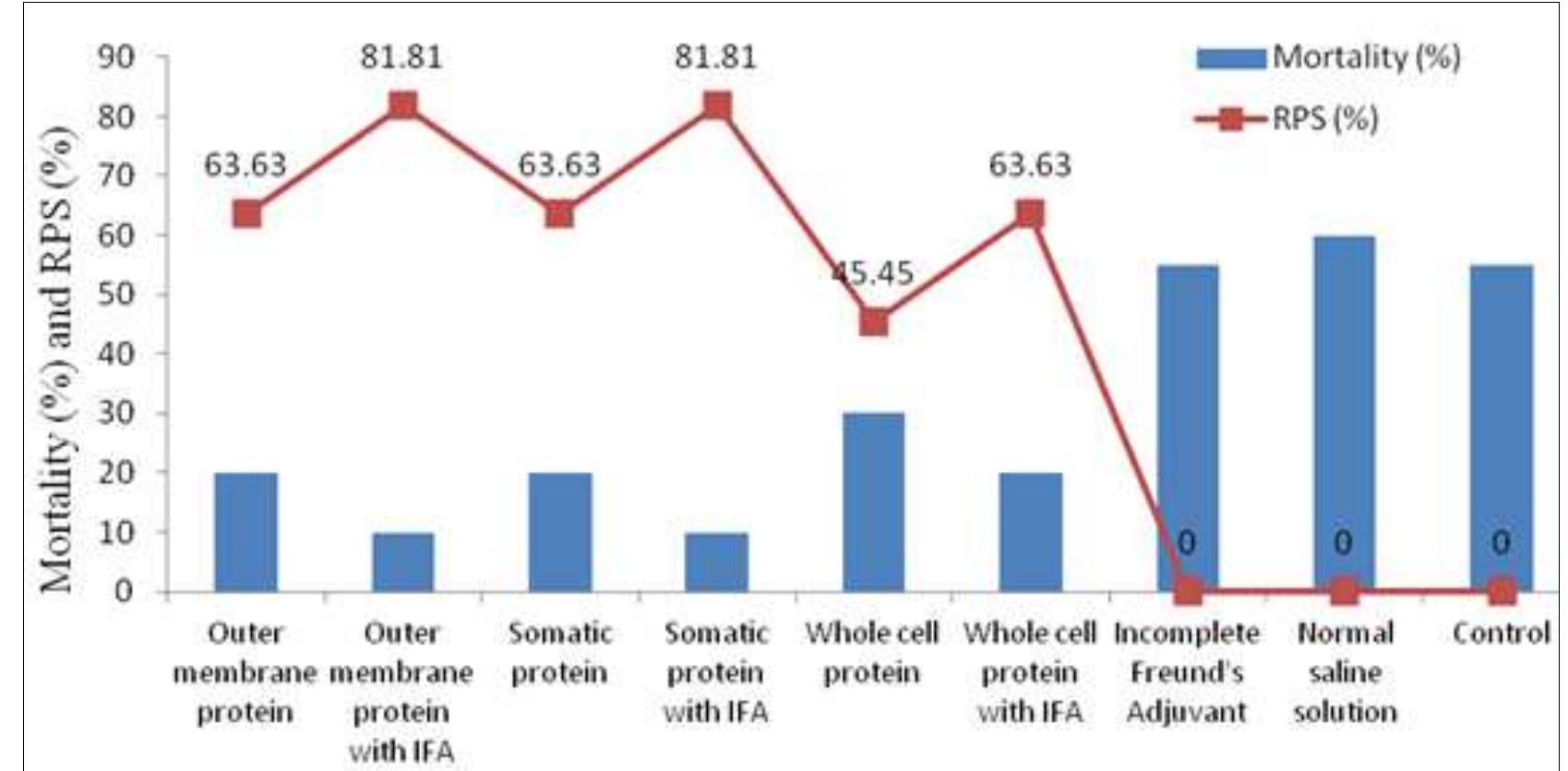 Fig 1: Mortality (%) & RPS (%) after 7 d A. hydrophila challenge of vaccinated rohu  3.3. Gross clinical signs, mortality and relative percentage of survival (%) during experiment: No mortality was observed in all tanks (G; to Go) of Ri to Ry groups during 28 days of the experiment except few clinical signs. Few pinpoint hemorrhages were noticed in only thirteen rohu out of all groups of quadruplicates tank injected with outer membrane protein antigen, somatic protein antigen, whole cell protein antigen itself and whole cell protein antigen along with Freund’s incomplete adjuvant. Those gross clinical changes observed during 28-days vaccination might be due to the pathogenic effects of virulent A. hydrophila N10P. During 7 dA. hydrophila challenge for R3 and Ry groups, 81.81% RPS (Fig.l) was found in case of fishes vaccinated with both outer membrane protein antigen and somatic protein antigen mixed with equal volume of Incomplete Freund’s Adjuvant. In both cases, less than 25% of rohu showed minute clinical signs like ulceration patches on body. Fishes immunized with outer membrane protein antigen, somatic protein antigen itself  and whole-cell protein antigen along with Incomplete Freund’s Adjuvant showed 63.63% RPS (Fig.1) with clinical   signs like pinpoint hemorrhages and ulceration patches on body for less than 30% rohu. Whereas, 45.45% RPS (Fig. 1) were noticed in case of fishes injected with whole-cell protein antigen itself but number of fishes clinically infected was 45% of population. Relative percentage of survival was found nil for the Incomplete Freund’s Adjuvant injected, normal saline solution injected and control rohu where 70-90% of fishes showed extensive clinical signs with head lesion, fin rot and tail rot, ulceration and hemorrhages on skin with 55-60% mortality. Our results differed from the observations of Sen e: al. 81 where they observed highest relative percentage survival in formalin killed whole-cell A. hydrophila along with adjuvant vaccinated rohu after 60 days post-challenge. Sun et al. °°! observed highest relative percent survival in A. hydrophila immunized grass carp (Ctenopharyngodon idella) in the Lipopolysaccharide and outer membrane protein injected groups (83.3% and 72.2%, respectively) but 90% fish died after challenge in phosphate buffer saline injected control  group.  