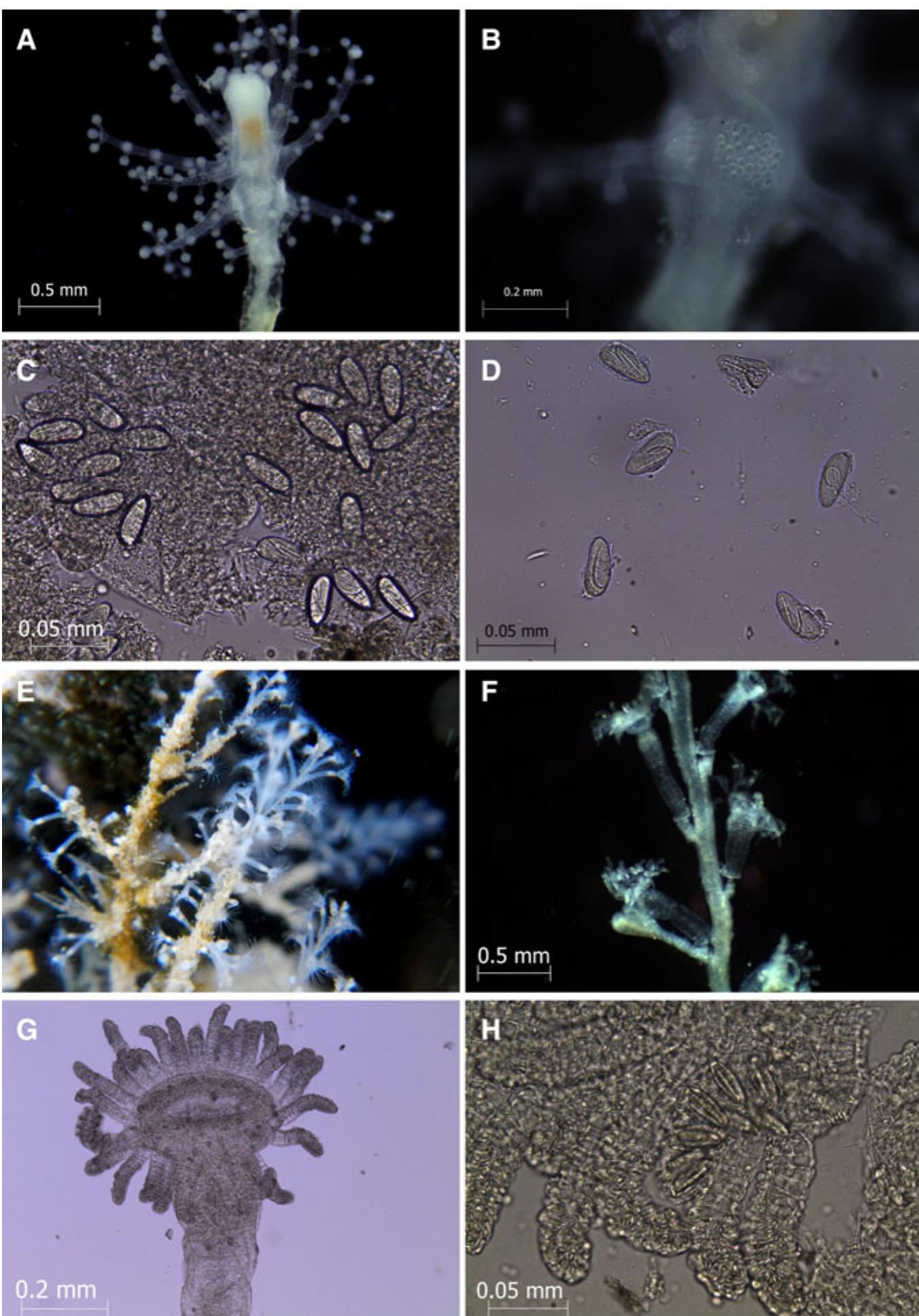 (PDF) Intertidal hydroids (Cnidaria: Hydrozoa: Hydroidolina) from the ...