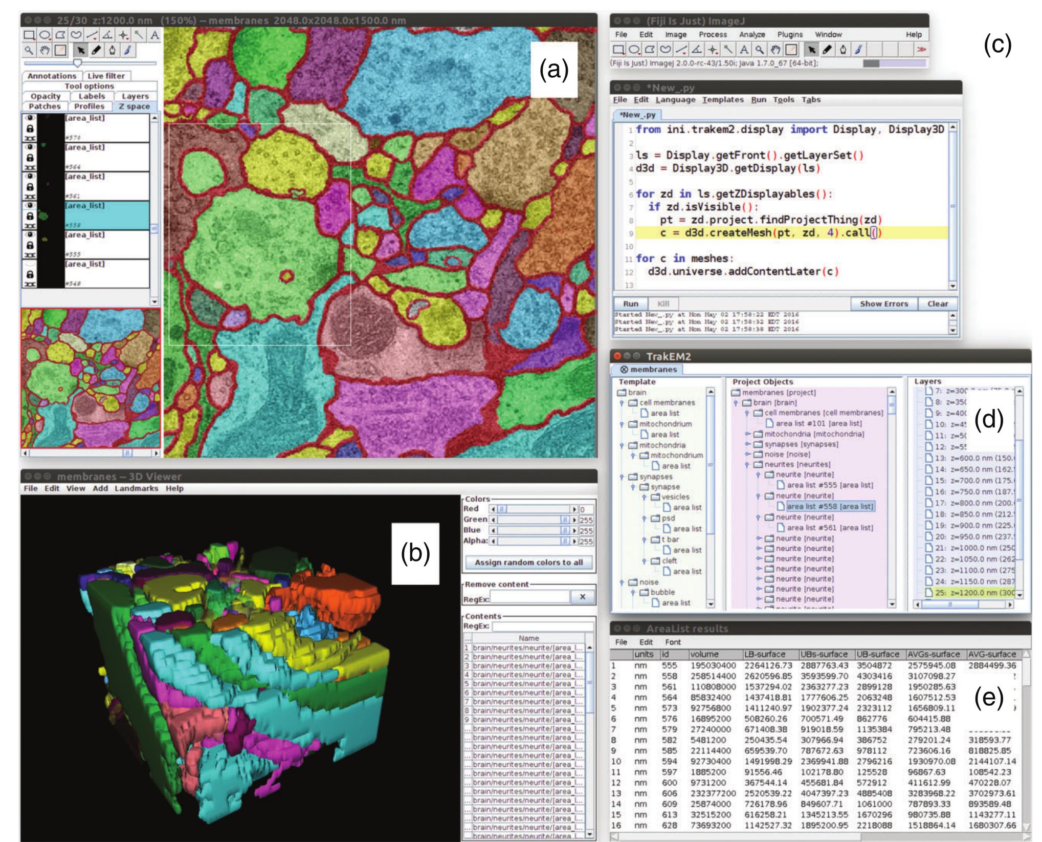 (PDF) Quantitating the cell: turning images into numbers with ImageJ