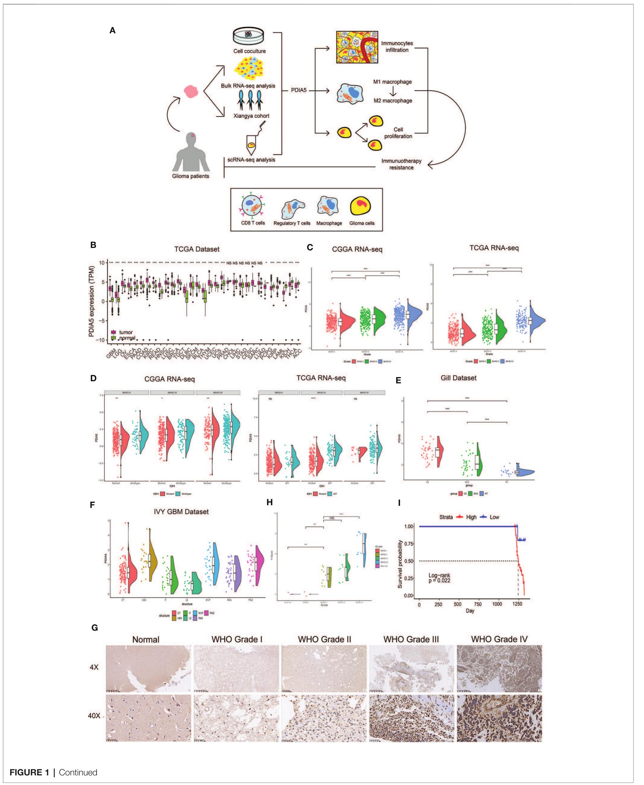 PDF) Impact of the Glioma Microenvironment on Antitumor