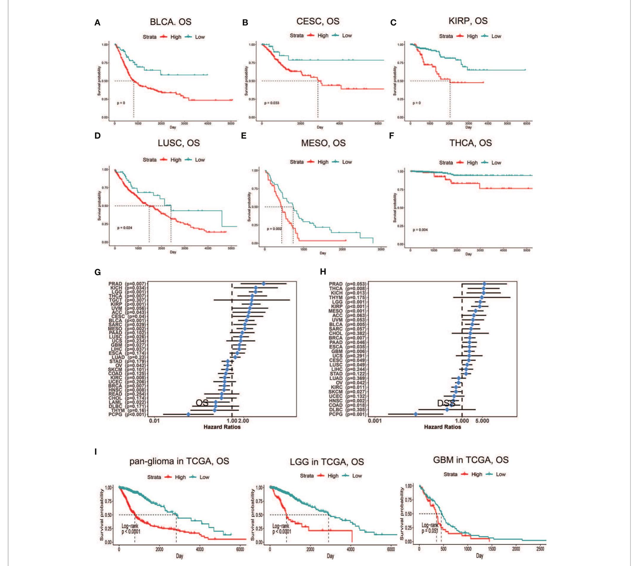 うに PDF) Impact of the Glioma Microenvironment on Antitumor