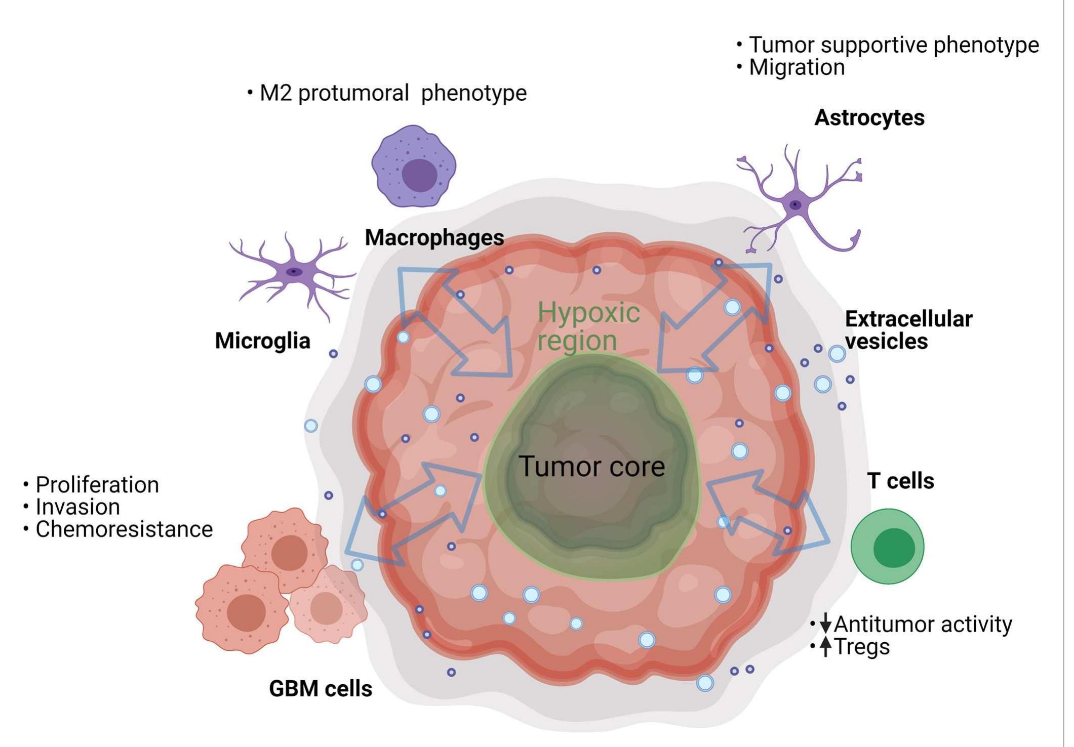 (PDF) Impact of the Glioma Microenvironment on Antitumor Immunity.