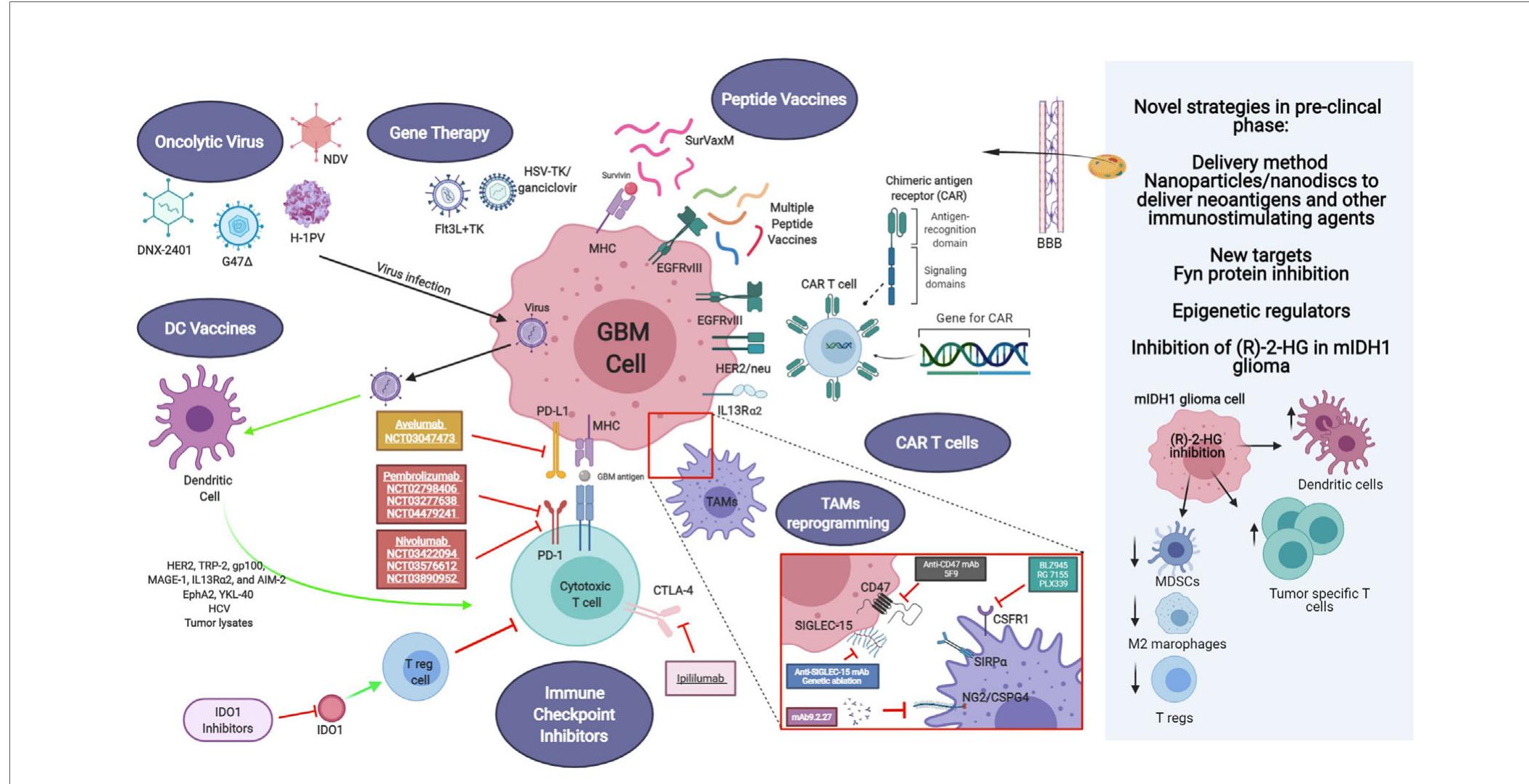 (PDF) Impact of the Glioma Microenvironment on Antitumor Immunity.