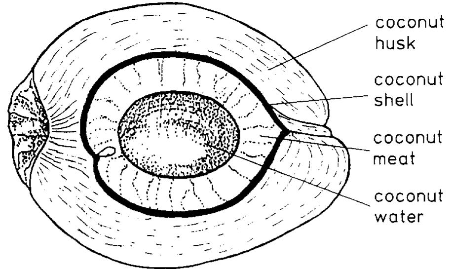 Figure 1 - from Drying characteristics of copra and quality