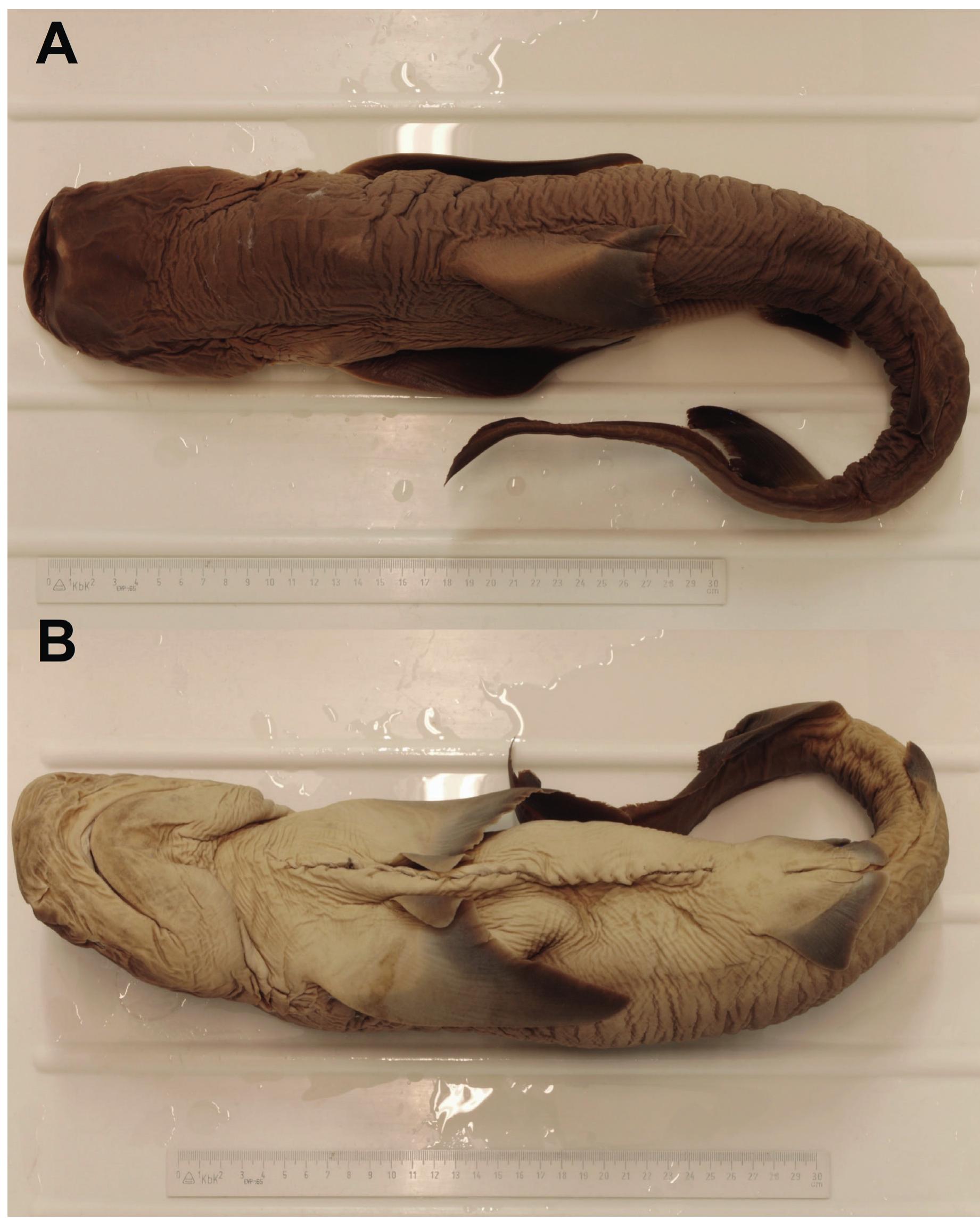 Sonia Walls: CEO y su paso por Gran Hermano, image size:1841x2309