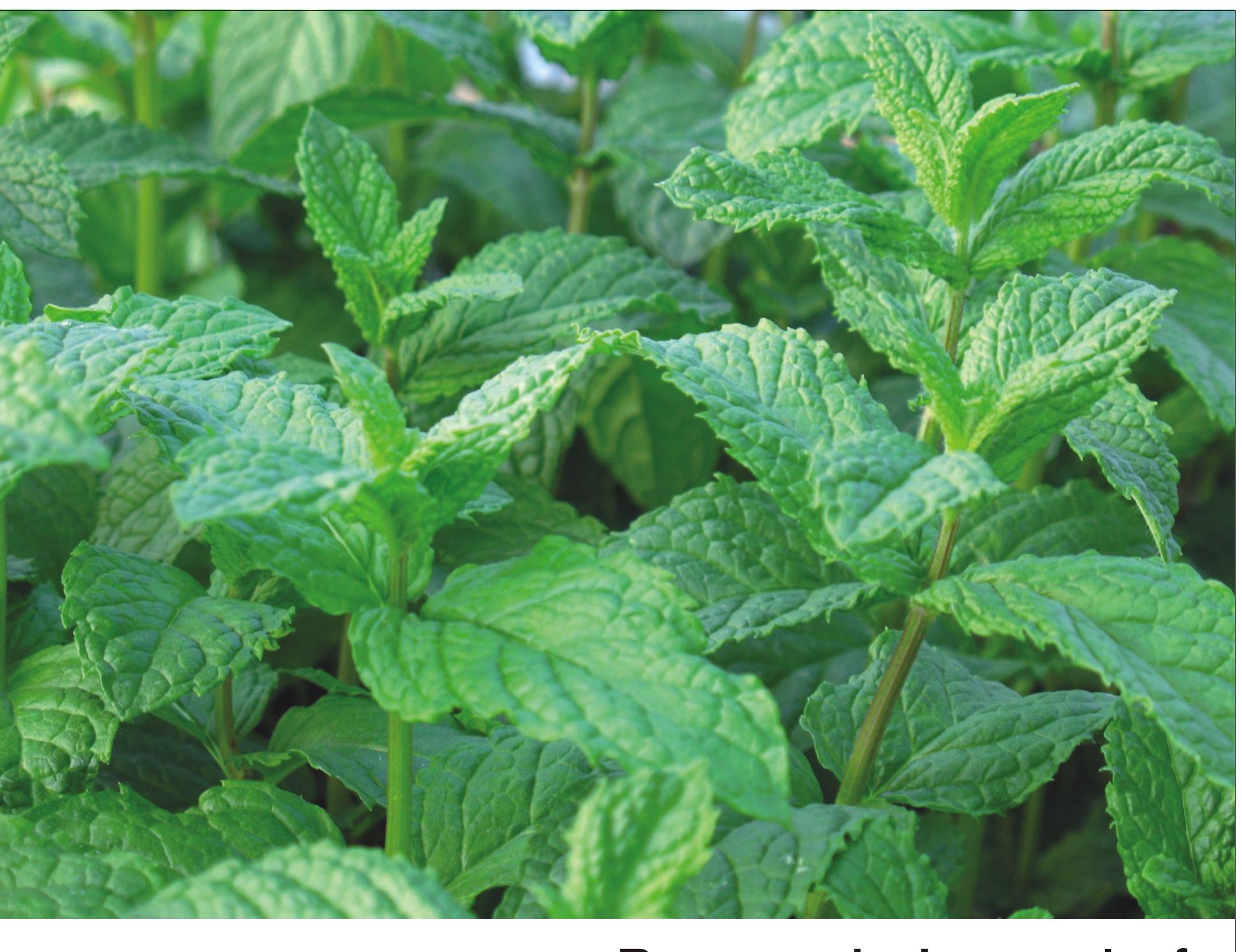 (PDF) Medicinally Potential Plants of Labiatae (Lamiaceae) Family: An ...