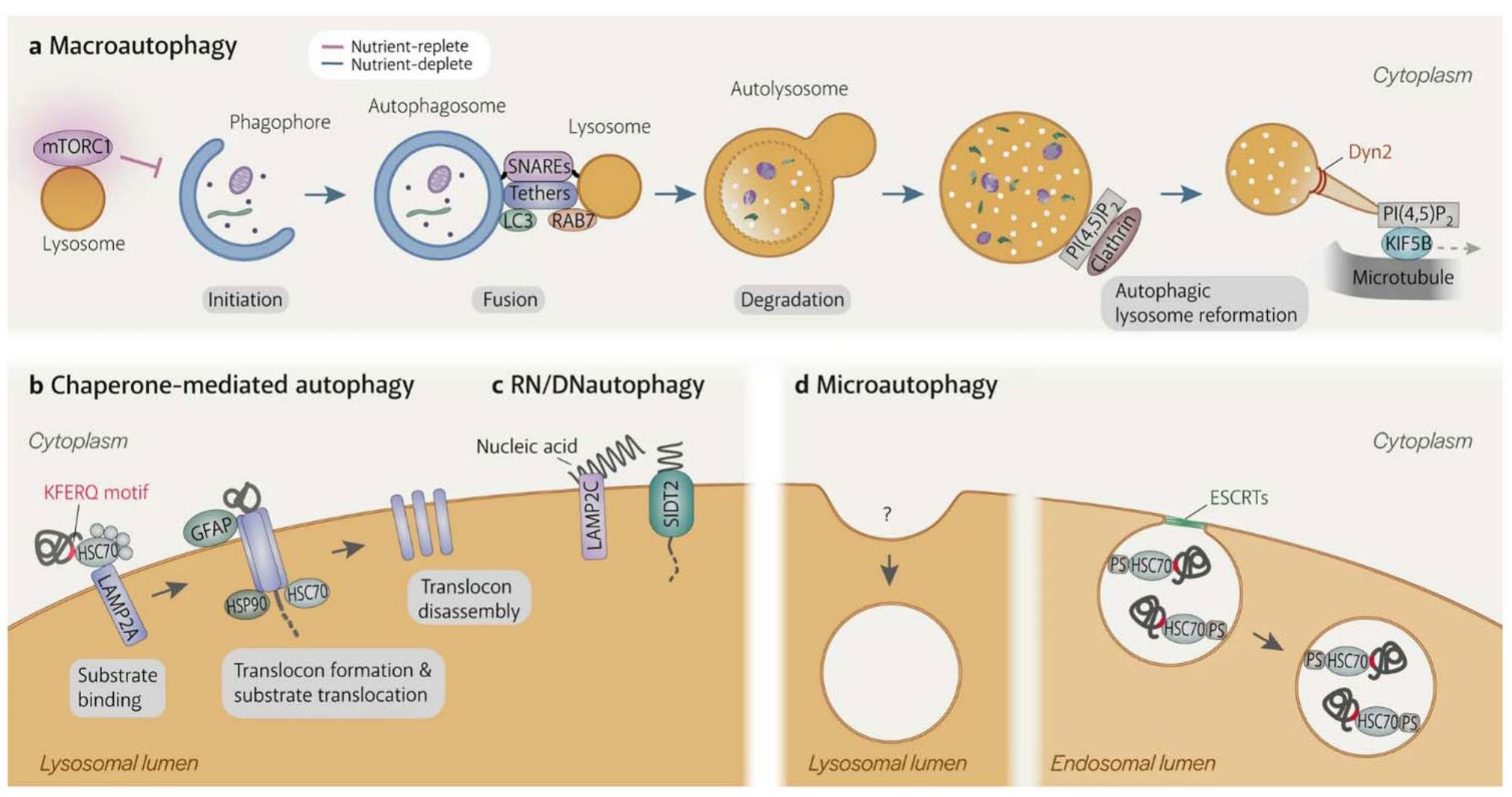 Types of autophagy. (a) macroautophagy is the only autophagy
