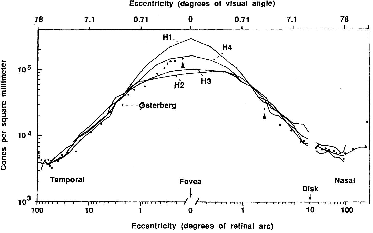 (PDF) Distribution of cones in human and monkey retina: individual ...