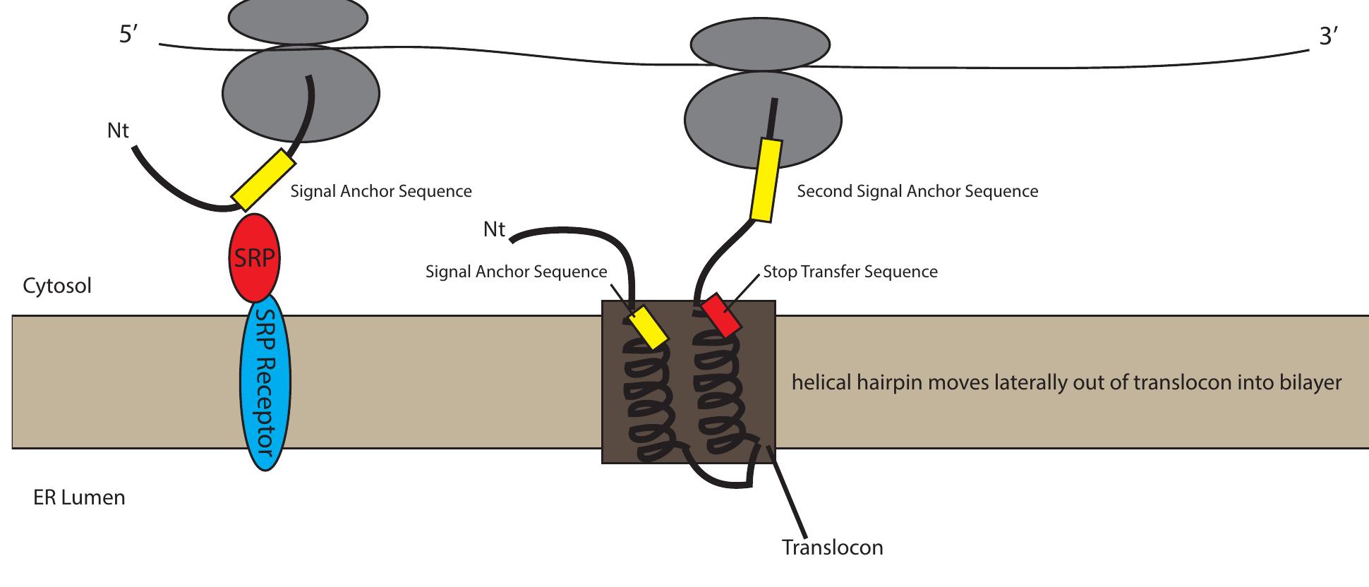Loop Send Receptor 2. synthesis and insertion of a helical membrane protein
