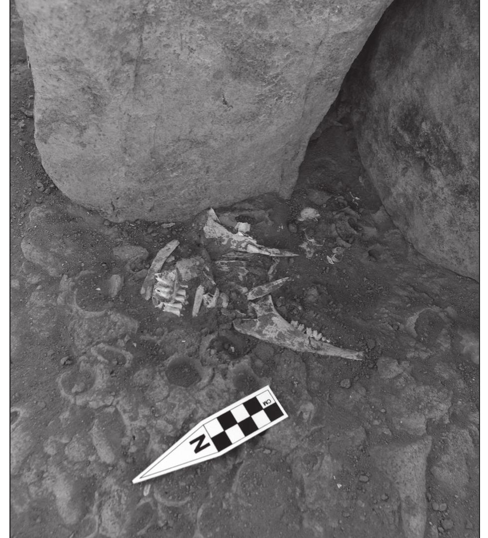 18. Later LN phase foundation deposit of gazelle cranial ele- ments and mandibles at base of central pillar; note distur- bance by Polyphylla sp. beetle larvae.  These observations suggest, first, that a fully functionalist interpretation of the cen- tral pillar may be inadequate and, second, that 