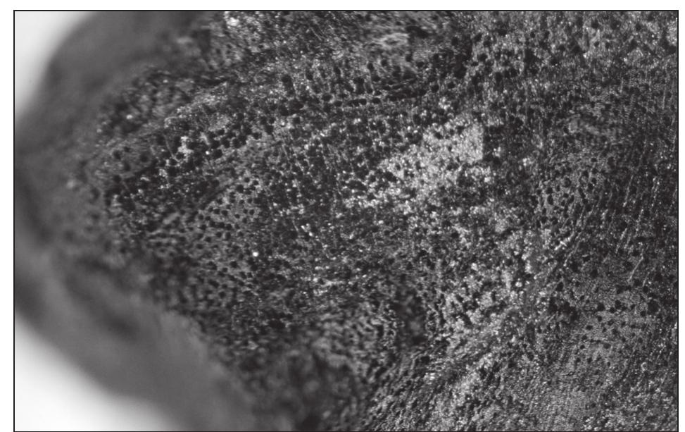 22. Salicaceae (cf: Salix sp. [willow]) charcoal from W-80 hearth provisionally attributed to the Later LN phase (25* magnification; photographer Brita Lorentzen).  Regarding diachronic change, park wood-  land taxa are present throughout  sequence and, if anything, are more abundan during the Later LN. It should be emphasised  that deciduous oak is fairly sensi ing. This implies the presence within the site catchment that  he long W-80  had sufficien  water to support park woodland that weren’t a the same time exposed to the depredations o  domestic stock.  