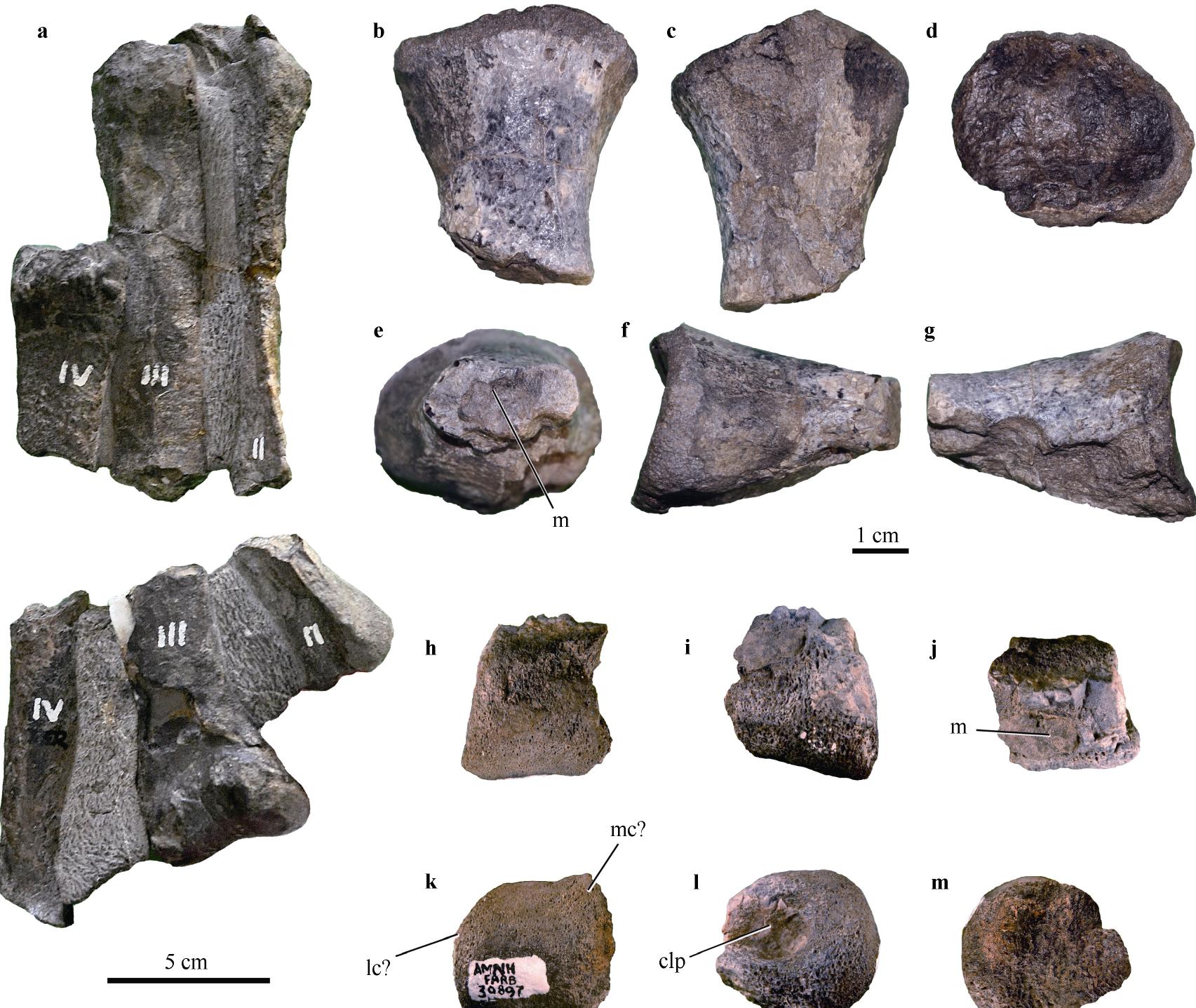 Pedal bones of the early-diverging (elasmarian?) ornithopod