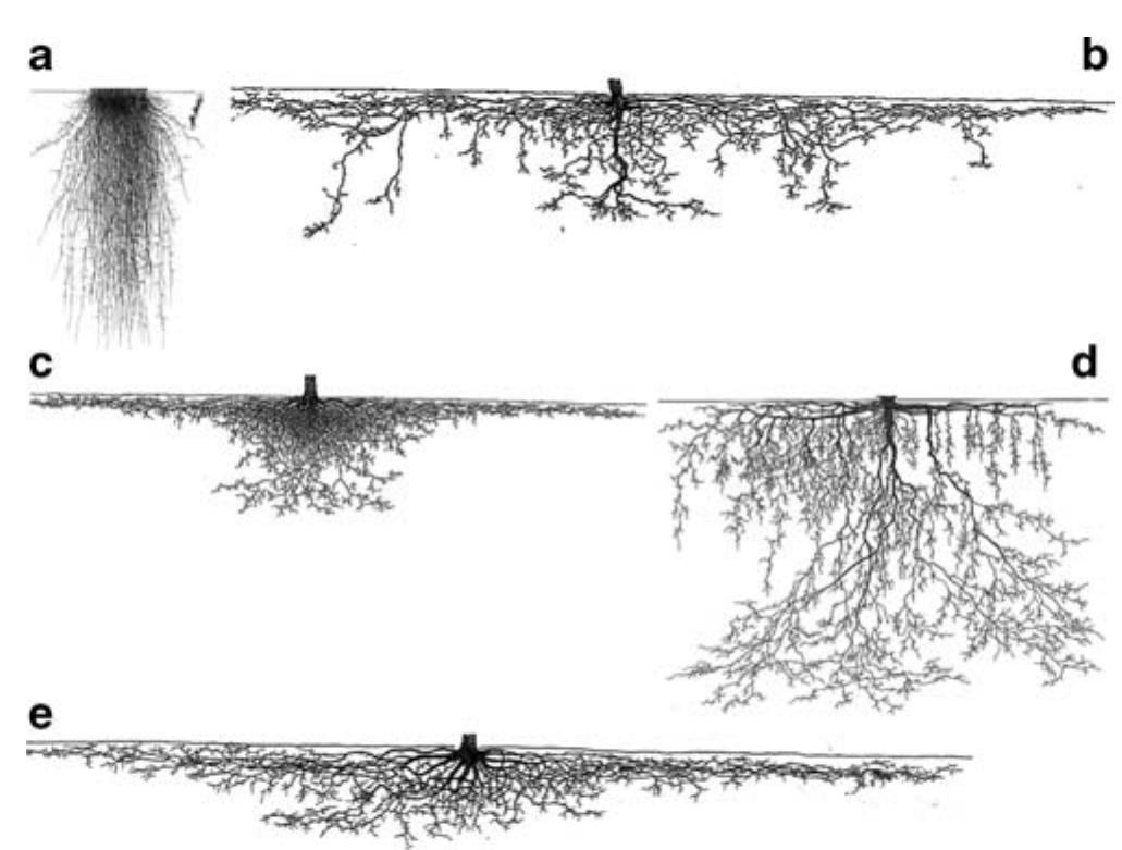Five basic types of root systems. (a) tuft root systems