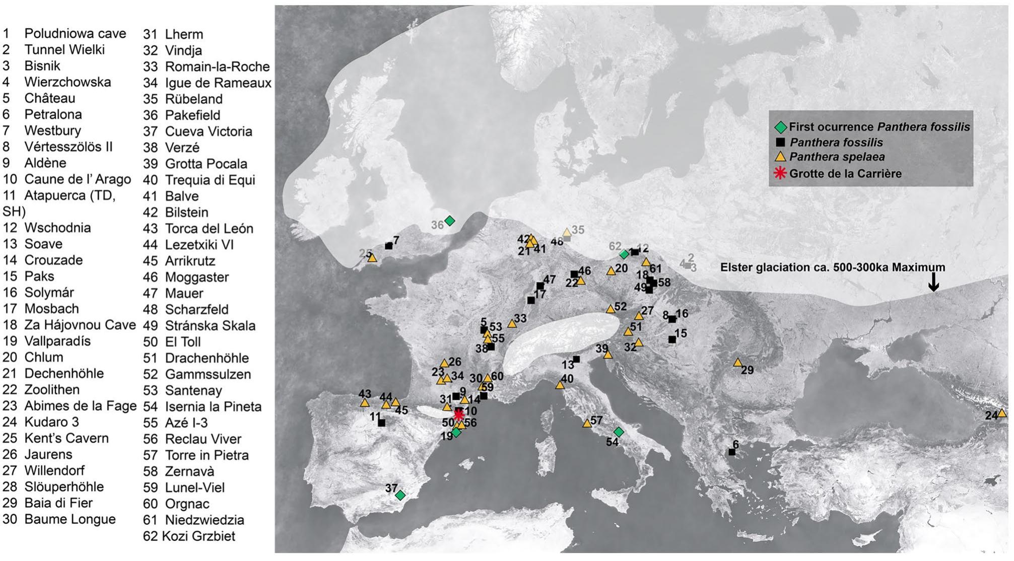 Fig. 1 Grotte de la Carriére geographical location and European distribution of Middle and Late Pleistocene fossiliferous sites mentioned in the text  1980; Turner 1984). In contrast, others support the existence  Despite everything, it seems to be clear that P. fossilis spread to Central and Eastern Europe and dispersed across mountain areas during marine isotopic stages (MIS) 17-12 (Sabol 2011), dominating them until MIS 10-9. Then, P. fossilis was progressively replaced by P. spelaea (Argant 2010; Baryshnikov and Tsoukala 2010; Marciszak et al. 2014). According to Marciszak and Stefaniak (2010), the replacement occurred around MIS 7-5e. However, fossil specimens of lions belonging to MIS 9-6 present inter- mediate characteristics (Marciszak et al. 2014; Argant and Brugal 2017). Argant and Brugal (2017) identify the fossil record from Igue-de-Rameaux (MIS 9-7) as P. 1. intermedia.  Unfortunately, the taxonomy of the cave lion lineage still generates debate in the scientific community (Sabol 2011; Marciszak et al. 2014). According to some authors, skull similarities with modern lions indicate that the Pleistocene forms are a large extinct subspecies of P. leo (Ballesio 1975, 1980; Turner 1984). In contrast, others support the existence 