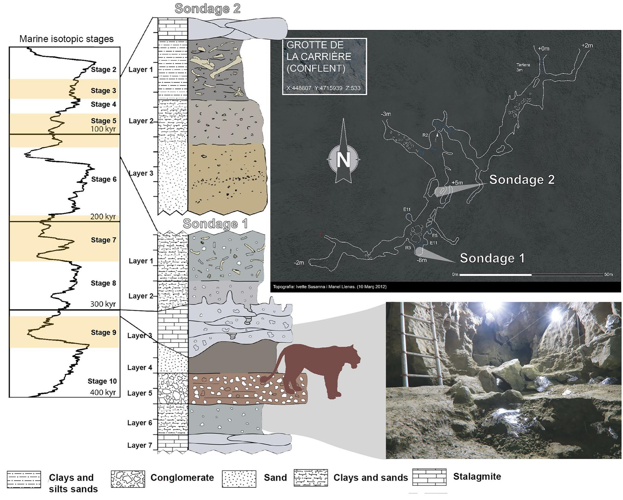 Fig. 2 Grotte de la Carriére topography, stratigraphy, and chronology of Sondage | and 2. Below on the right shows a picture of Sondage 1 laye 4 squares C6 and C5 in the 2020 field season  All these phylogenetic problems are partly a con- sequence of the high adaptability of European lions to diverse environmental conditions and biomes (Sabol et al. 2018). Following this interpretation, it seems plau- sible that P. fossilis was distributed throughout European lands (Fig. 1), inhabiting a great variety of biotopes, from open lowlands and woodlands to mountainous boreal for- est (Turner 2009; Baryshnikov 2011; Sabol et al. 2018). Their large size qualifies them to be predators of a wide prey spectrum, including large-sized herbivores and occa- sionally cave bears (Hemmer 2004; Baryshnikov 2011; Bocherens et al. 2011; Diedrich 2011; Stuart and Lister 2011; van Valkenburgh et al. 2016). In general, regional differences attributed to habitat and prey availability, in 