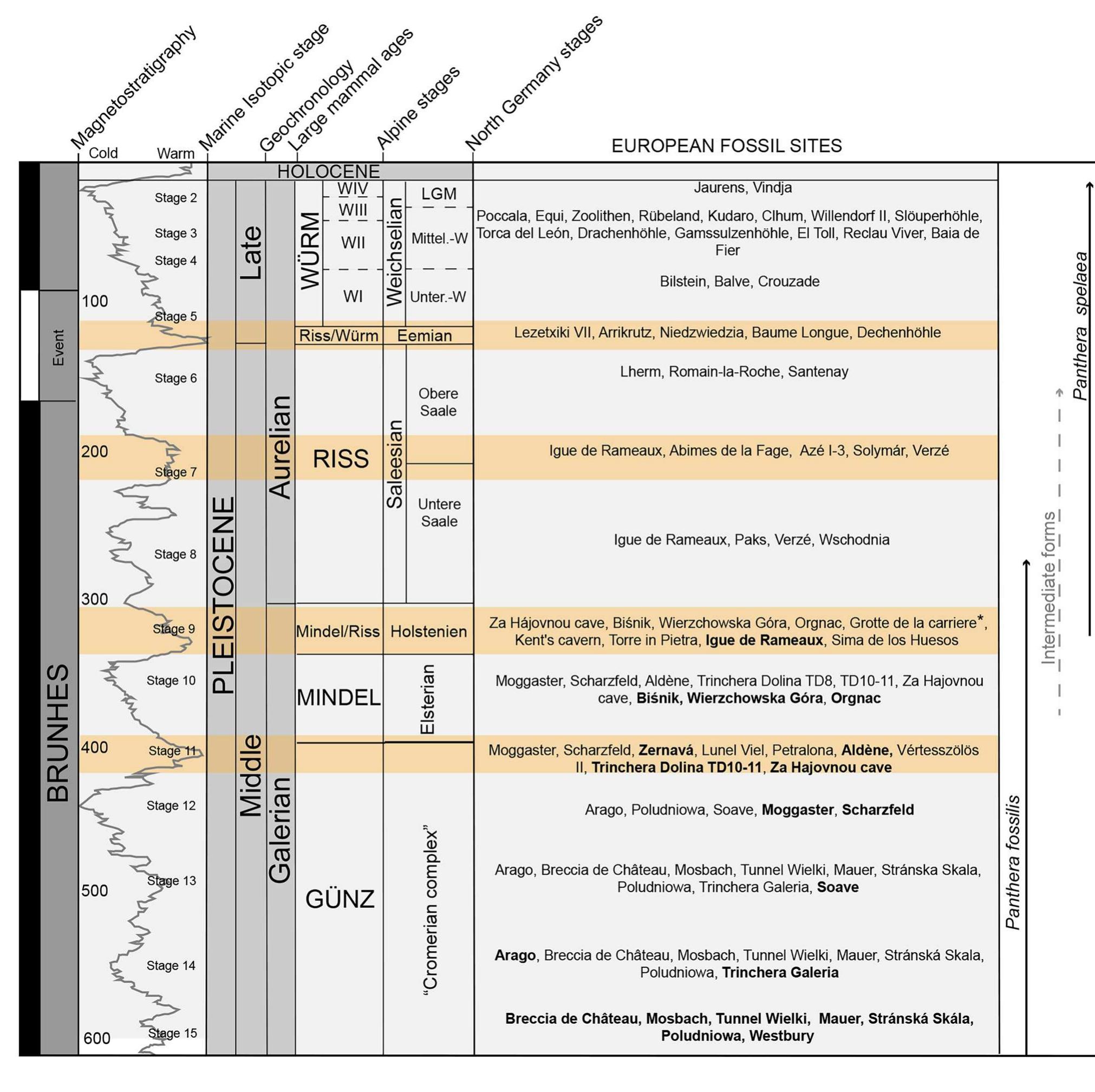 Fig. 3 Biochronological position of the European sites mentioned in the text and the chronological record of Panthera fossilis and Panthera spe- laea. The orange squares mark the relevant Middle Pleistocene interglacials 