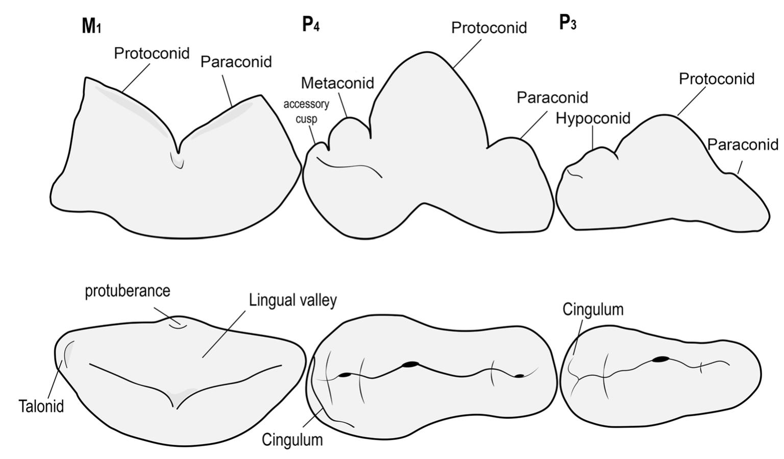 The Mann-Whitney test was run to determinate the sta- tistical relevance for the astragalus (n=3). Additionally, we tested how several dimensions are affected by sexual dimorphism in various skeletal elements throughout a one- way ANOVA for parametric groups. Finally, we tested the putative climatic and regional differences throughout time 