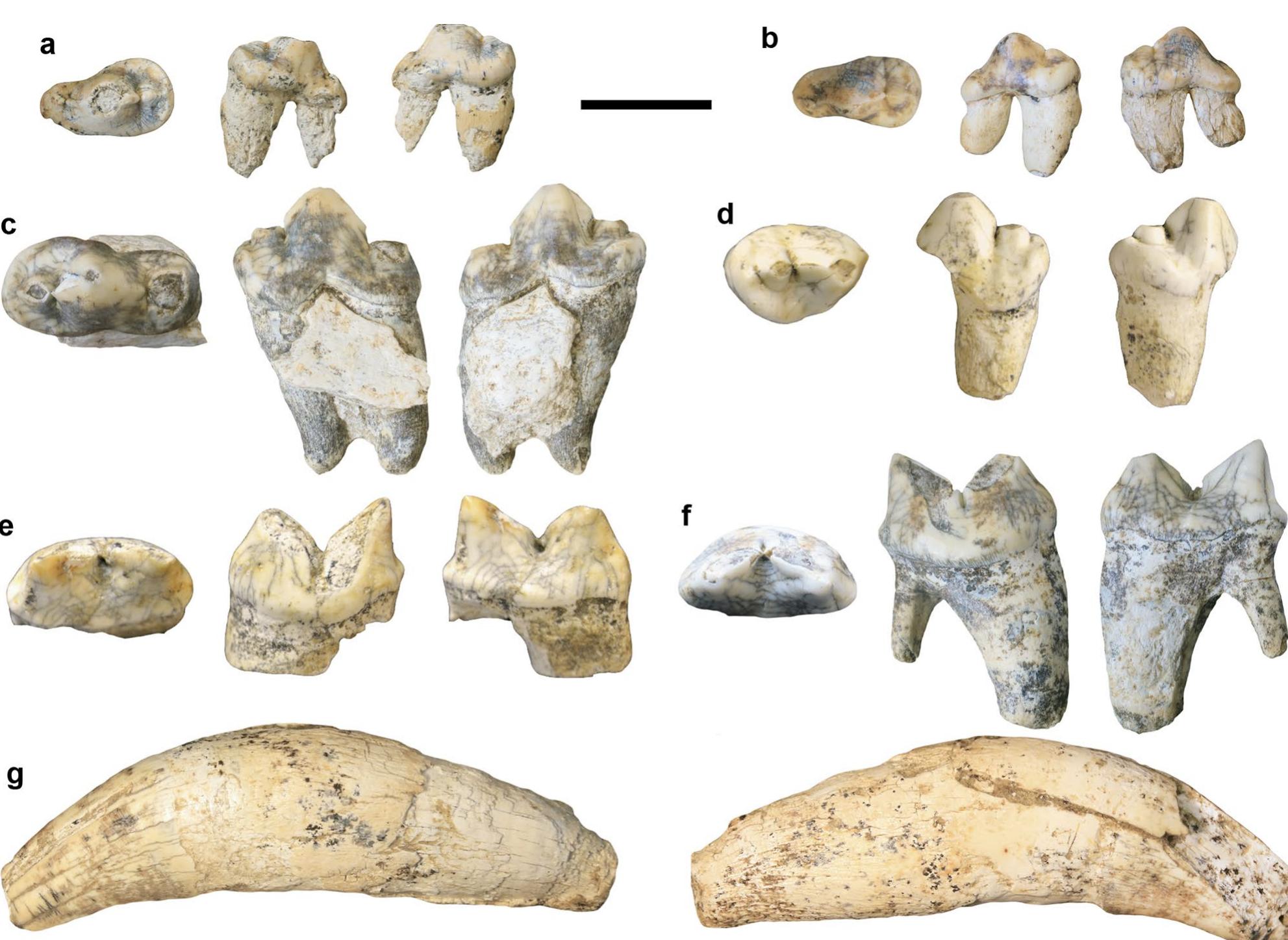 Measurement Abbreviations DDap, anterior—posterior distal diameter; DDtr, transversal distal diameter; MD,  Measurements See Table 1  e. GDC2015-Pou-176, left m1. f. GDC2016-D6-64-Nv6, right m1. g. GDC2016-D6-37-Nv6, left cl in buccal (left) and lingual (right) views. Scale bar equals 2 cm  Fig.5 Grotte de la Carriére lion dentognathic specimens from Sondage 1 in occlusal, buccal, and lingual views (from left to right). a. GDC2016- D5-29-Nv1, left p3. b. GDC2016-D67-255-Nv6, right p3. ce. GDC2016- B4-Nvl, right p4. d. GDC2015-Pou-168, left distally fragmented p4. 
