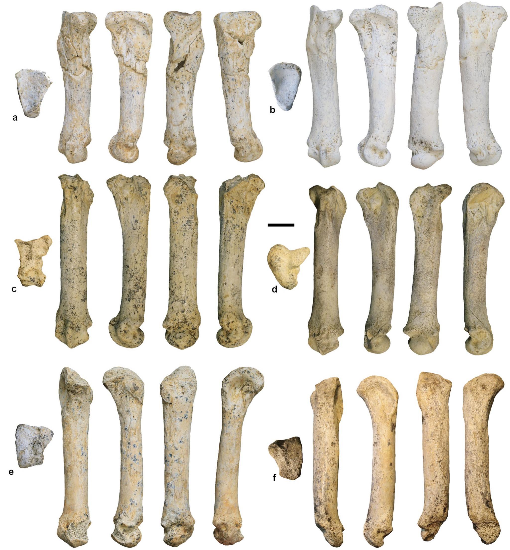 DS5-545-Nv4, right Mtc II. ec. GDC2015-D6-276-Nv8, left Mtc III. d. GDC2015-D7-21-Nv4, left Mtc III. e. GDC2016-D6-79-Nv6, left Mtc IV. f. GDC2019-C7-147-Nv4, right Mtc IV. Scale bar equals 2 cm  Fig.6 Grotte de la Carriére metacarpal bones from lower layers of Sondage | in proximal, dorsal, medial, ventral and lateral views (from left to right). a. GDC2016-D6-216-Nv6, right Mtc IL. b. GDC2019- 