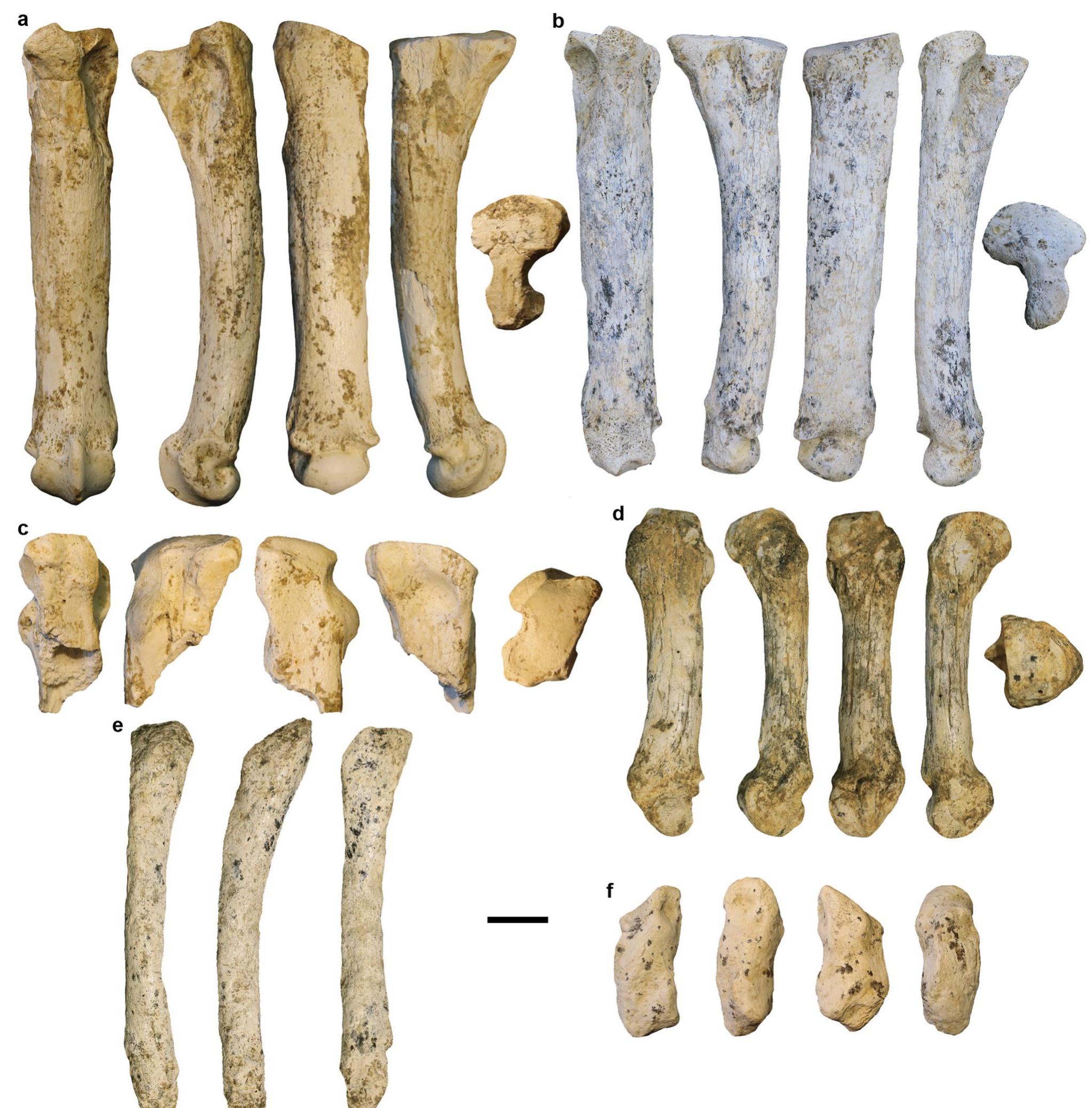 physis of right Mtt IV. d. GDC2015-D6-283-Nv8, right MtcV. e. GDC2015-B6-98-Nv8, right Mtt V in dorsal, lateral and ventral view. f. GDC2020-D6-638-Nv4c, right MtcI in dorsal, medial, ventral and lateral view. Scale bar equals 2 cm  Fig. 7 Grotte de la Carriére metatarsal and metacarpal bones from lower layers of Sondage 1| in proximal, dorsal, medial, ventral, and lateral views. a. GDC2020-CS5-11-Nv4, right Mtt III. b. GDC2016- D6-80-Nv4, left Mtt III. c. GDC2020-C5-314a-Nv4, proximal epi- 