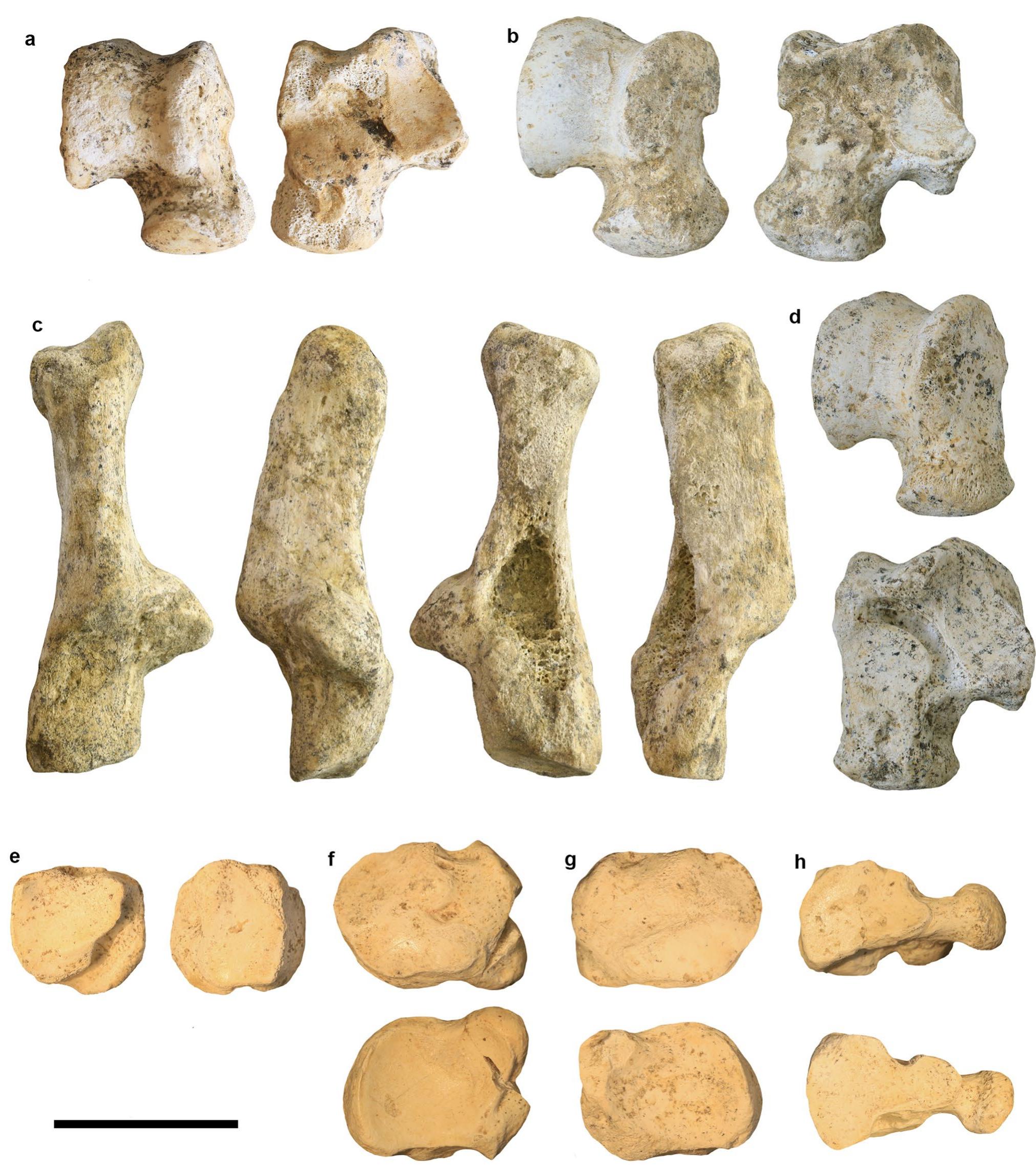 (left) and distal articulation facet (right) views. f. GDC2020-C5- 393-NVv4, left navicular in proximal articulation facet (left) and distal articulation facet (right) views. g. GDC2020-C5-313-Nv4, right navic- ular in proximal articulation facet (left) and distal articulation facet (right) views. h. GDC2020-C5-548-Nv4, cuneiform III in proximal articulation facet (left) and distal articulation facet (right) views  Fig.8 Grotte de la Carriére lion tarsal bones from Sondage 1. a. GDC2015-Pou-63, right astragalus in dorsal (left) and ventral (right) views. b. GDC2019-B7-579-Nv4, right astragalus in dorsal (left) and ventral (right) views. e. GDC2015-D6-318-Nv4, calcaneus in dorsal, medial, ventral and lateral views (from left to right). d.) GDC2016-D6- 122-Nv8, right astragalus in dorsal (upper) and ventral (down) views. e. GDC2020-CS5-312-Nv4, right cuboid in proximal articulation facet 