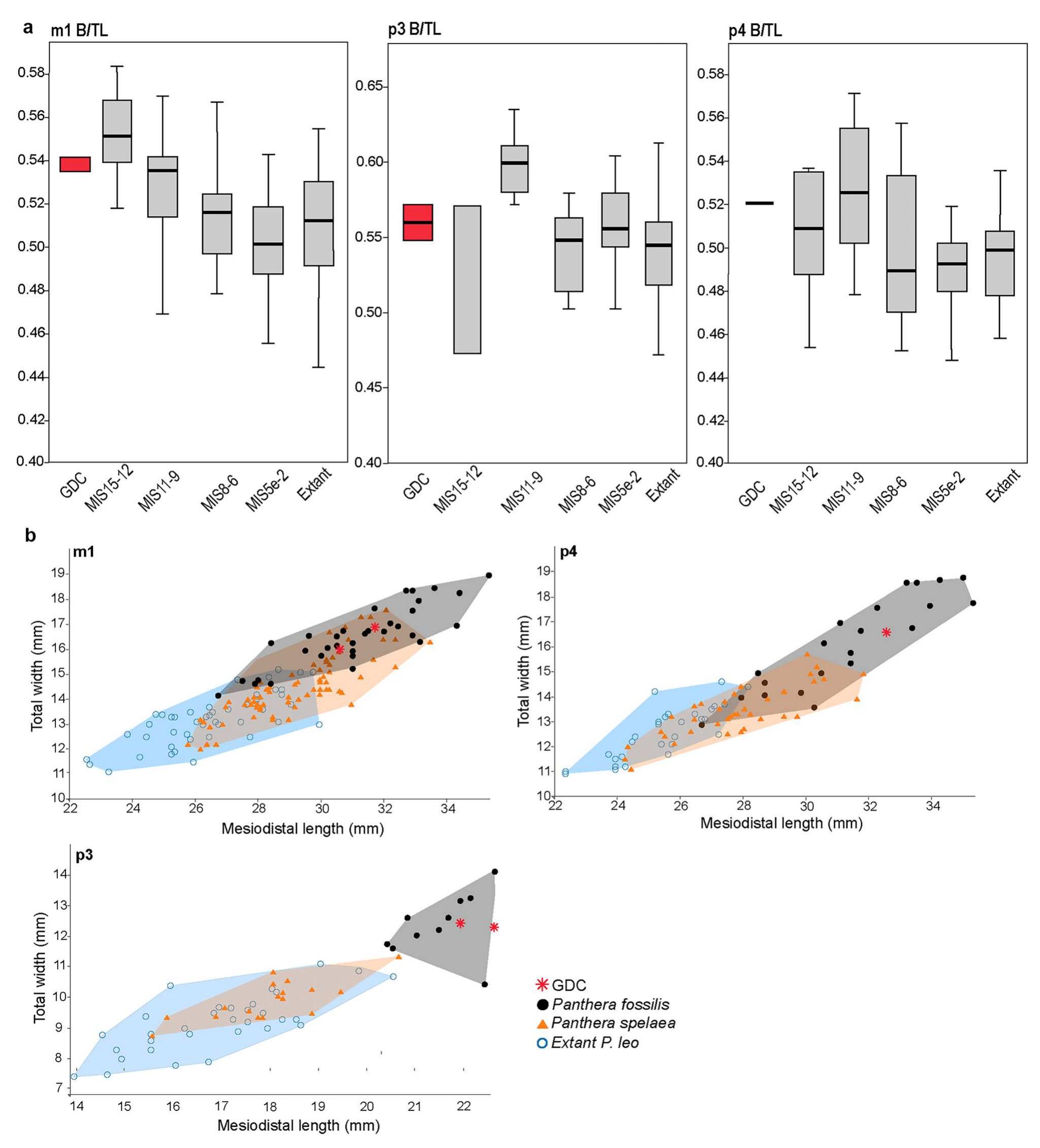 Fig.9 a. Boxplots of total breadth to total length B/TL ratio of lower dental remains from Grotte de la Carriére, Middle to Late Pleistocene localities and extant relatives showing the chronological trend. b. bivariate graphs of total width against total length of lower dental remains 
