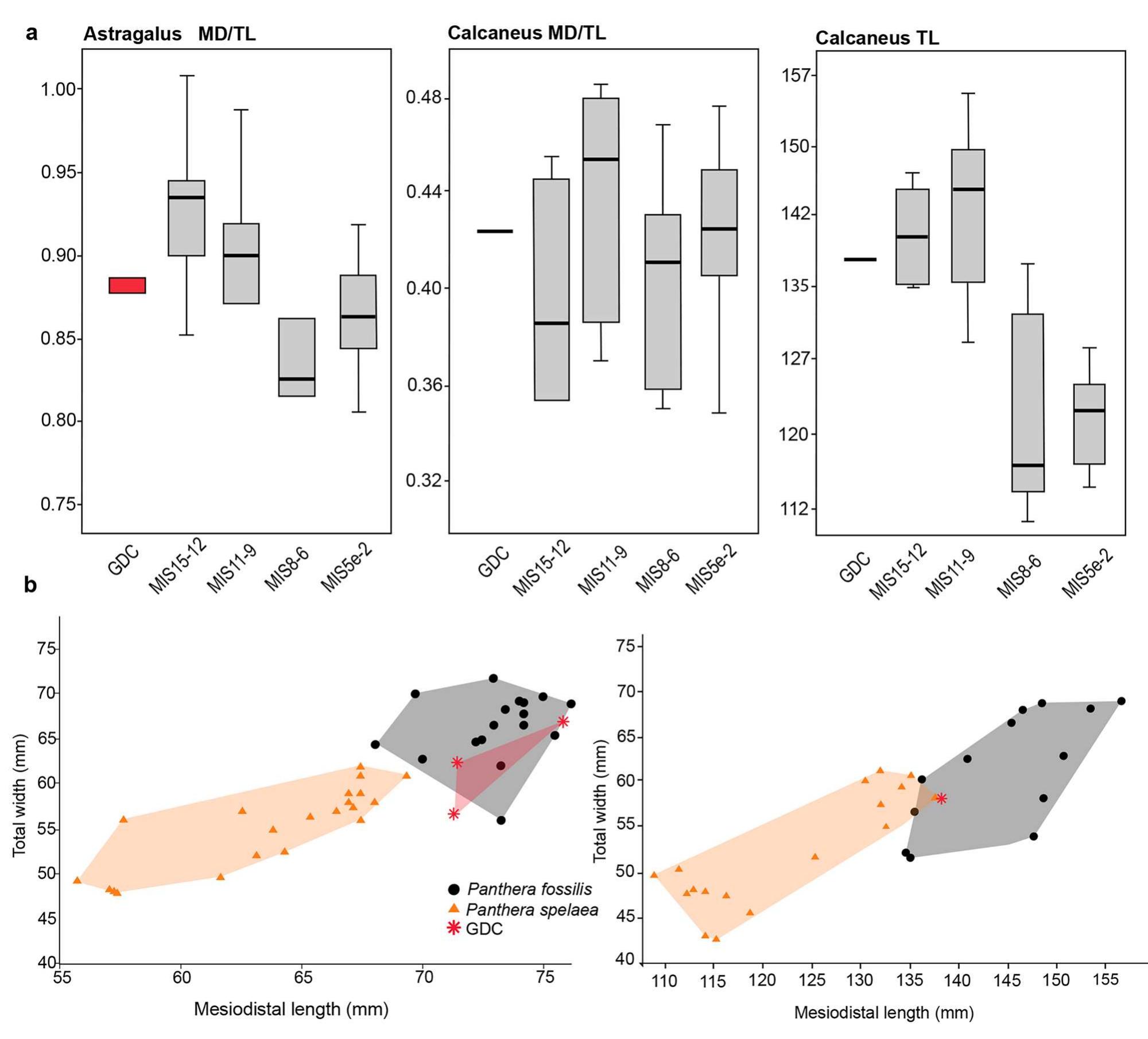 Fig. 10 a. Boxplots of select ratios of tarsal bones from Grotte de la Carriére, Middle to Late Pleistocene localities showing the chronological trend. b. bivariate graphs of total width against total length of astragalus (left) and calcaneus (right) 
