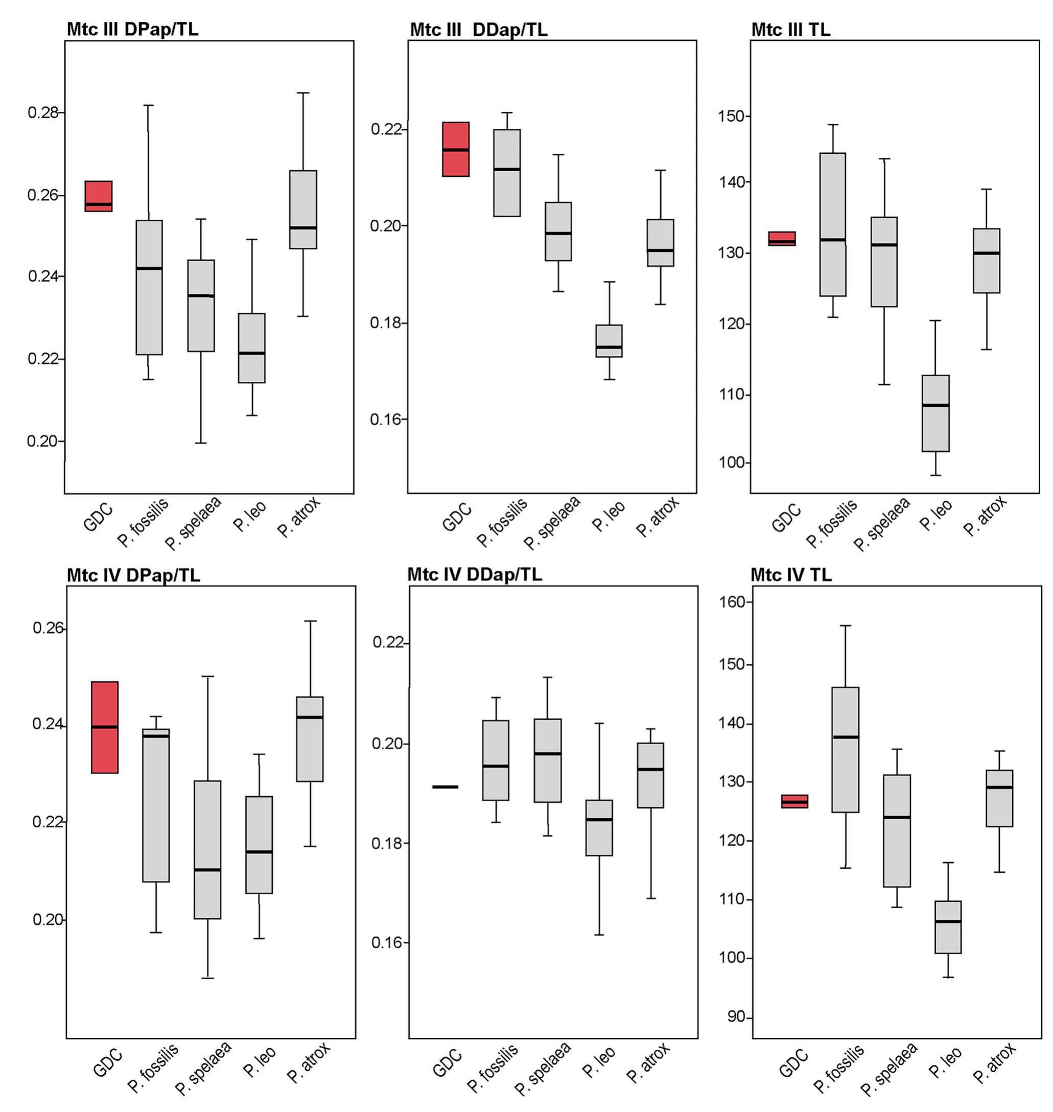 Fig. 11 Boxplots of select ratios and measurements of Grotte de la Carriére metacarpal bones (marked in red) compared to Panthera fossilis, Panthera spelaea, Panthera atrox and values for extant relatives 