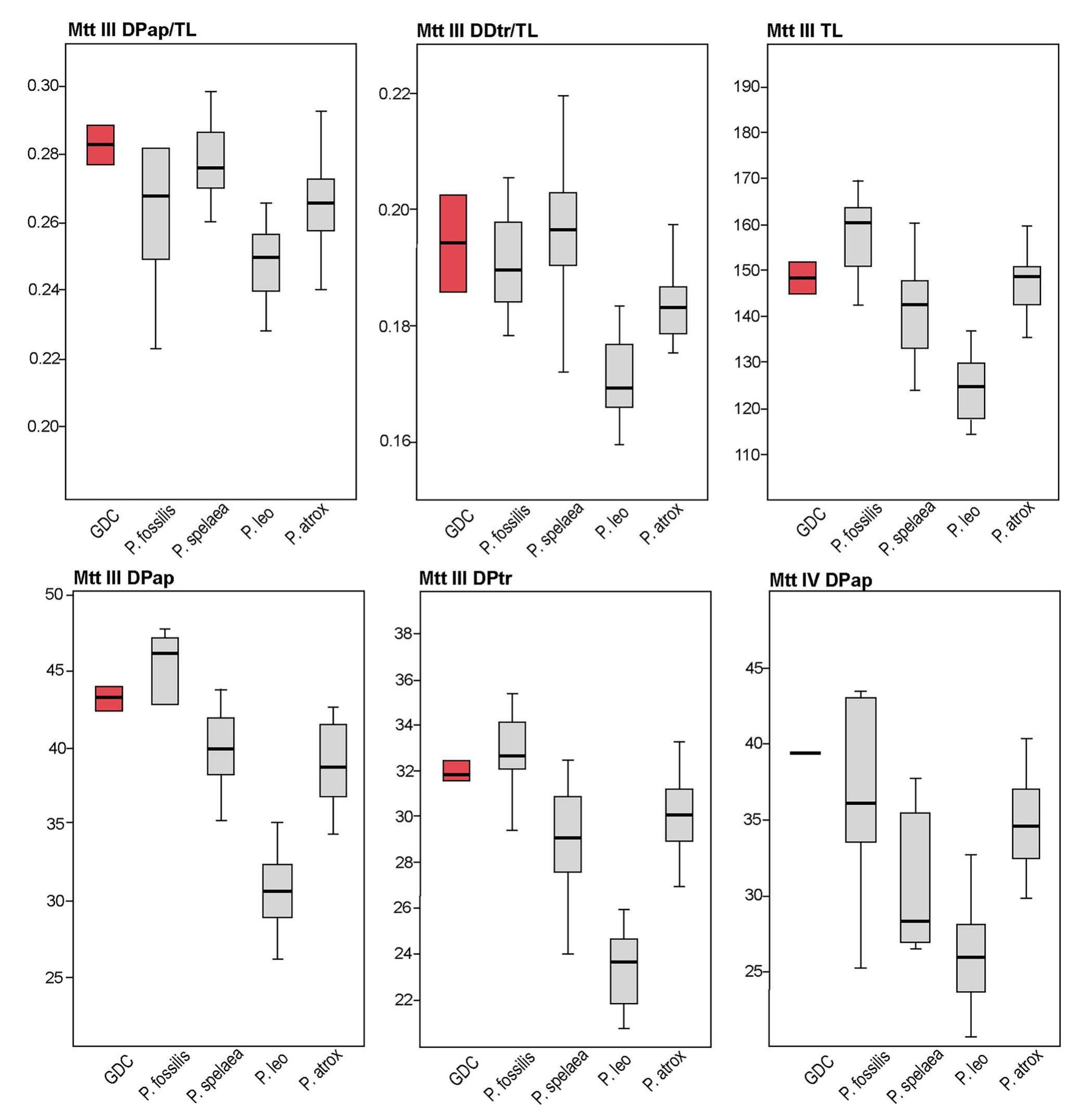 Fig. 12 Boxplots of select ratios and measurements of Grotte de la Carriére metatarsal bones (marked in red) compared to Panthera fossilis, Panthera spelaea, Panthera atrox and values for extant relatives 