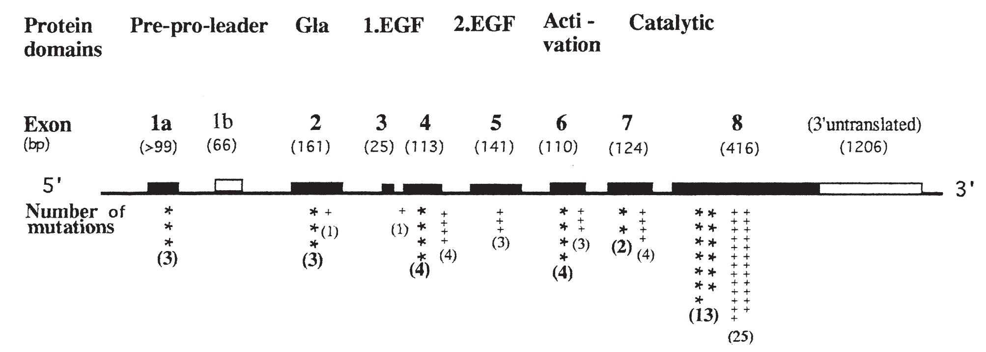 Factor 7 Deficiency Inheritance (PDF) Molecular Biology and Clinical Manifestation of Hereditary Factor ...