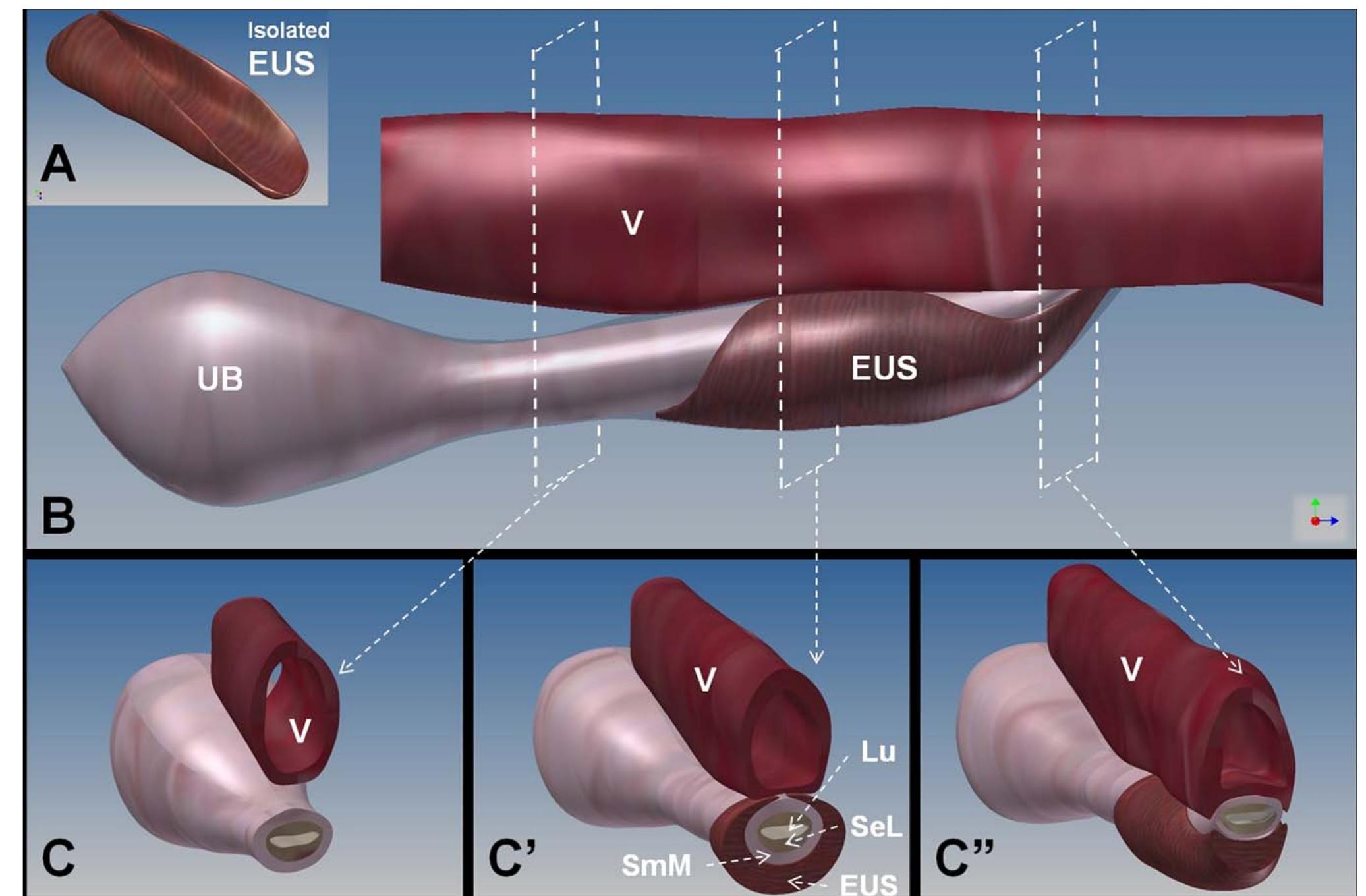 Cap Rine It (PDF) The Anatomy of Caprine Female Urethra and Characteristics of ...