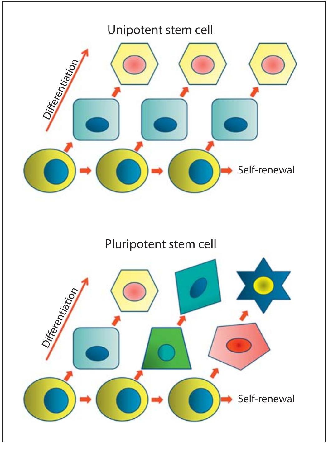 (PDF) Introduction to Stem Cells and Regenerative Medicine