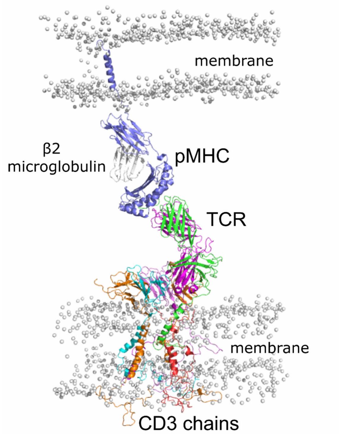 Model of the pmhc:tcr:cd3-chains in membrane. for clarity,