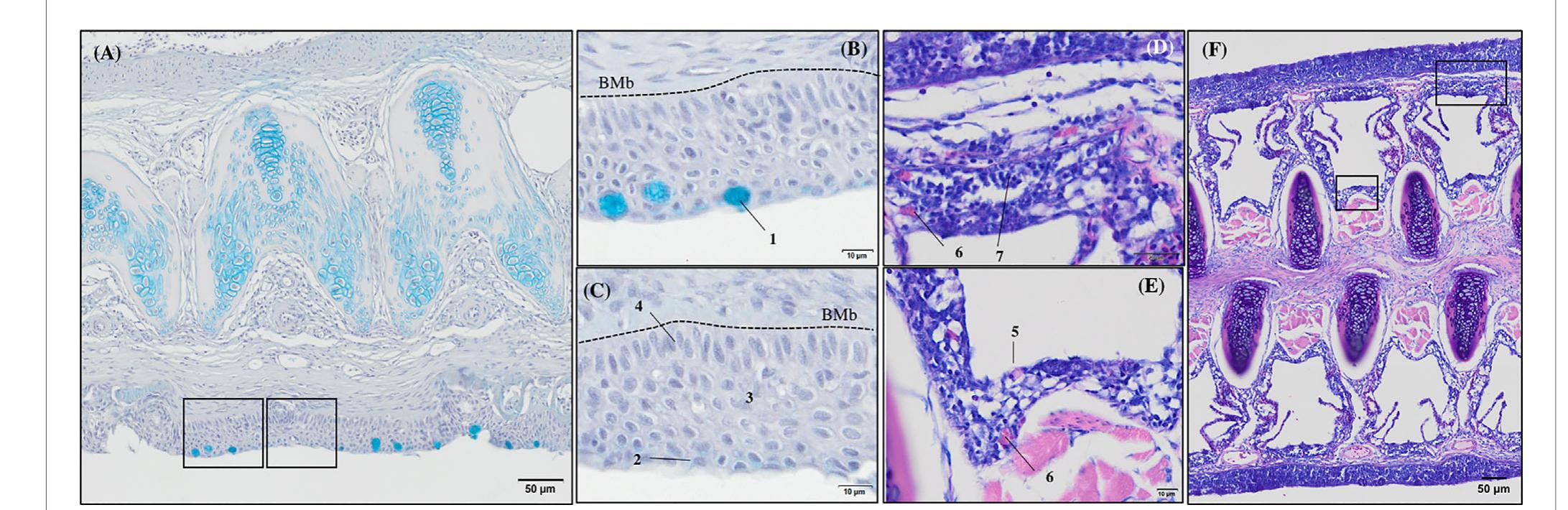 PDF) ORAL IMMUNE-ENHANCING RESEARCH IN FISH
