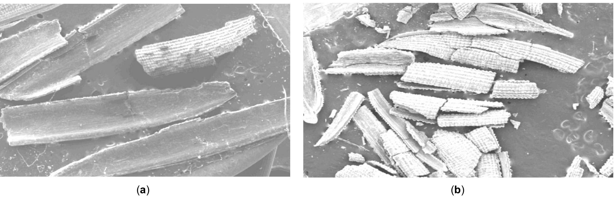 Rice Microscope Scanner Figure 1 - from Bioremediation Potential of Bacteria and