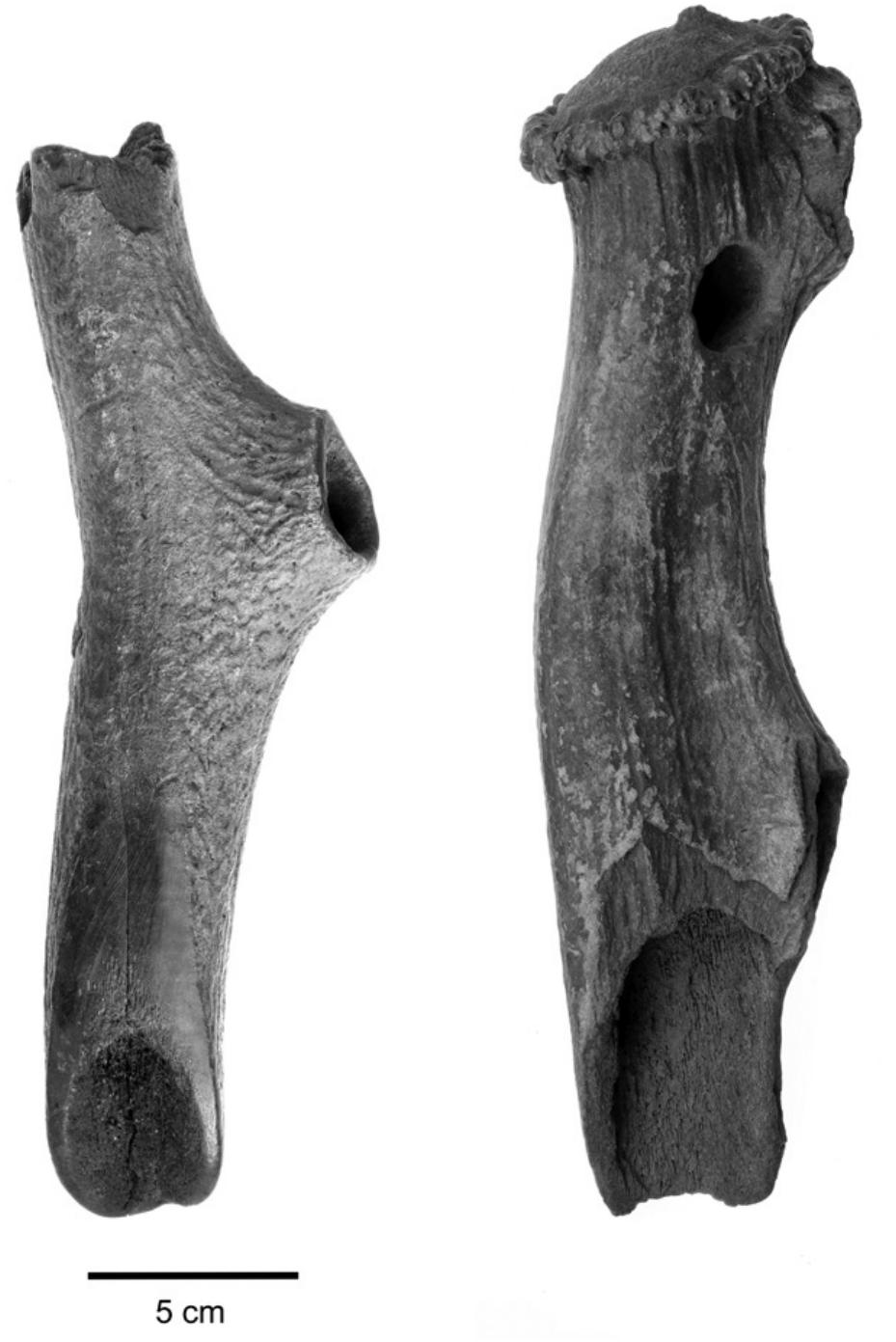 Fig. 112.3. Antler axes from the Zwischenahner Meer. A: T-shaped axe; B: hammer-axe. Photographs by R. Kiepe, NIhK. 
