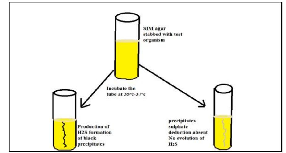 (PDF) A Review on Commonly Used Biochemical Test for Bacteria